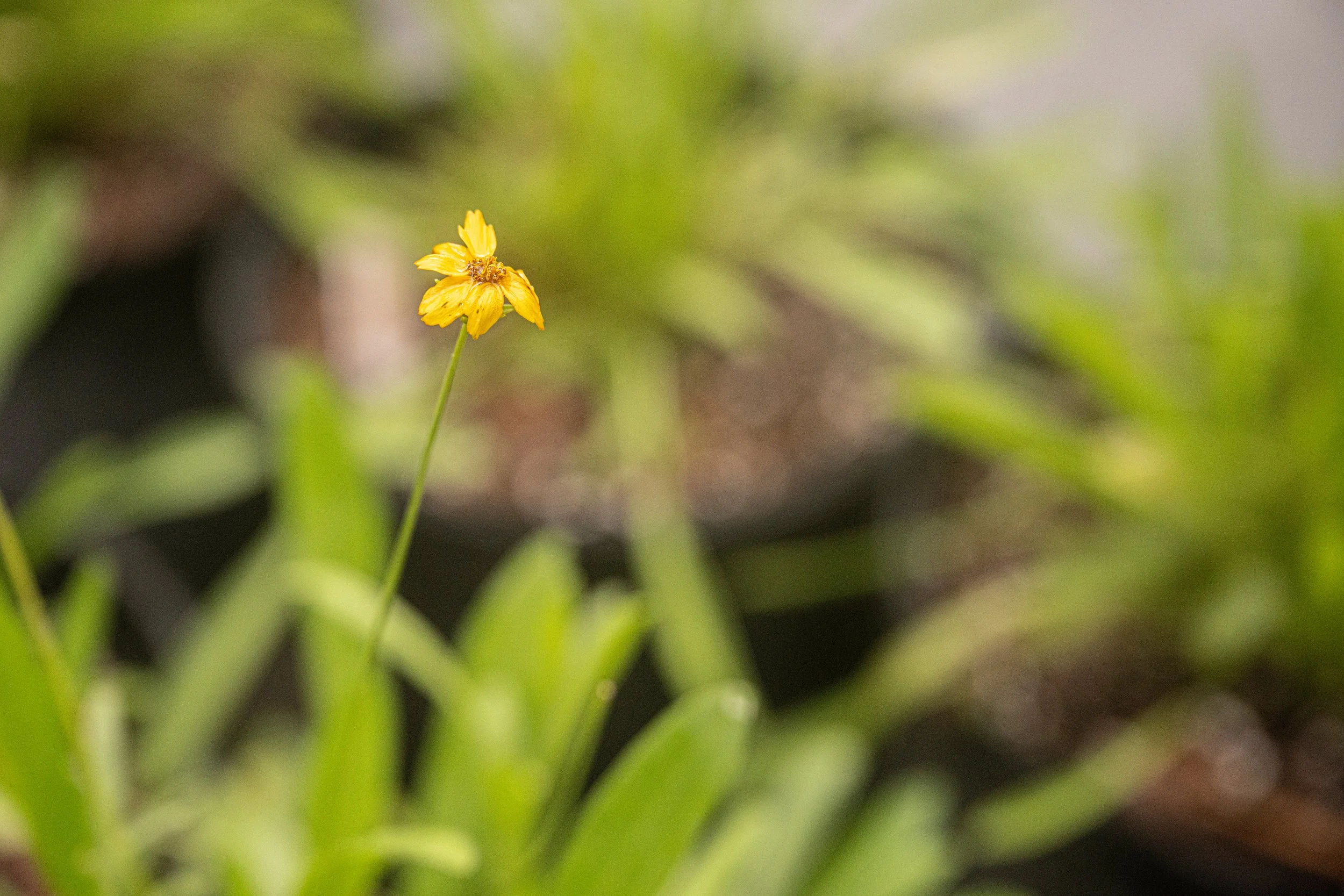 Lanceleaf Tickseed (Coreopsis lanceolata)