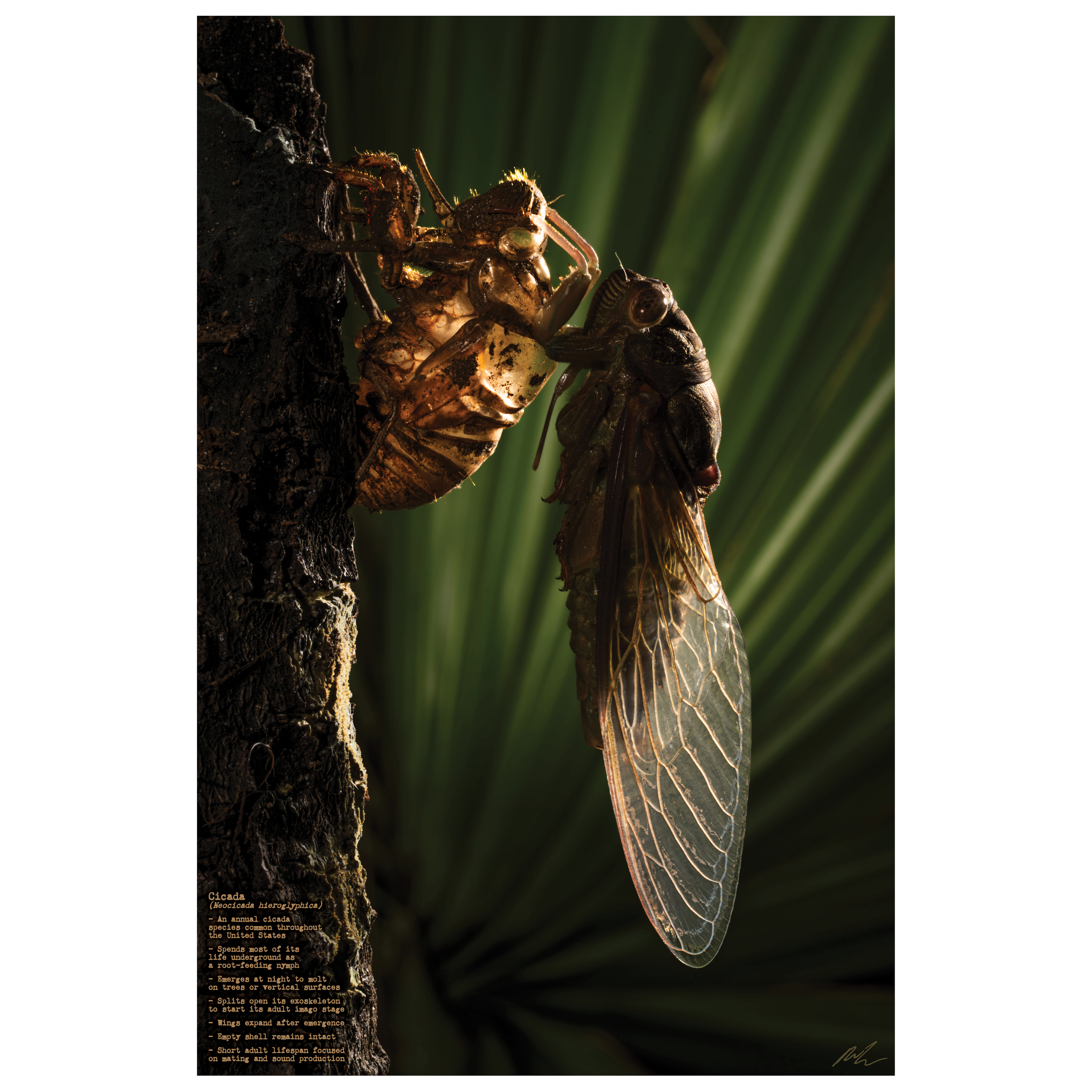 Cicada Poster
