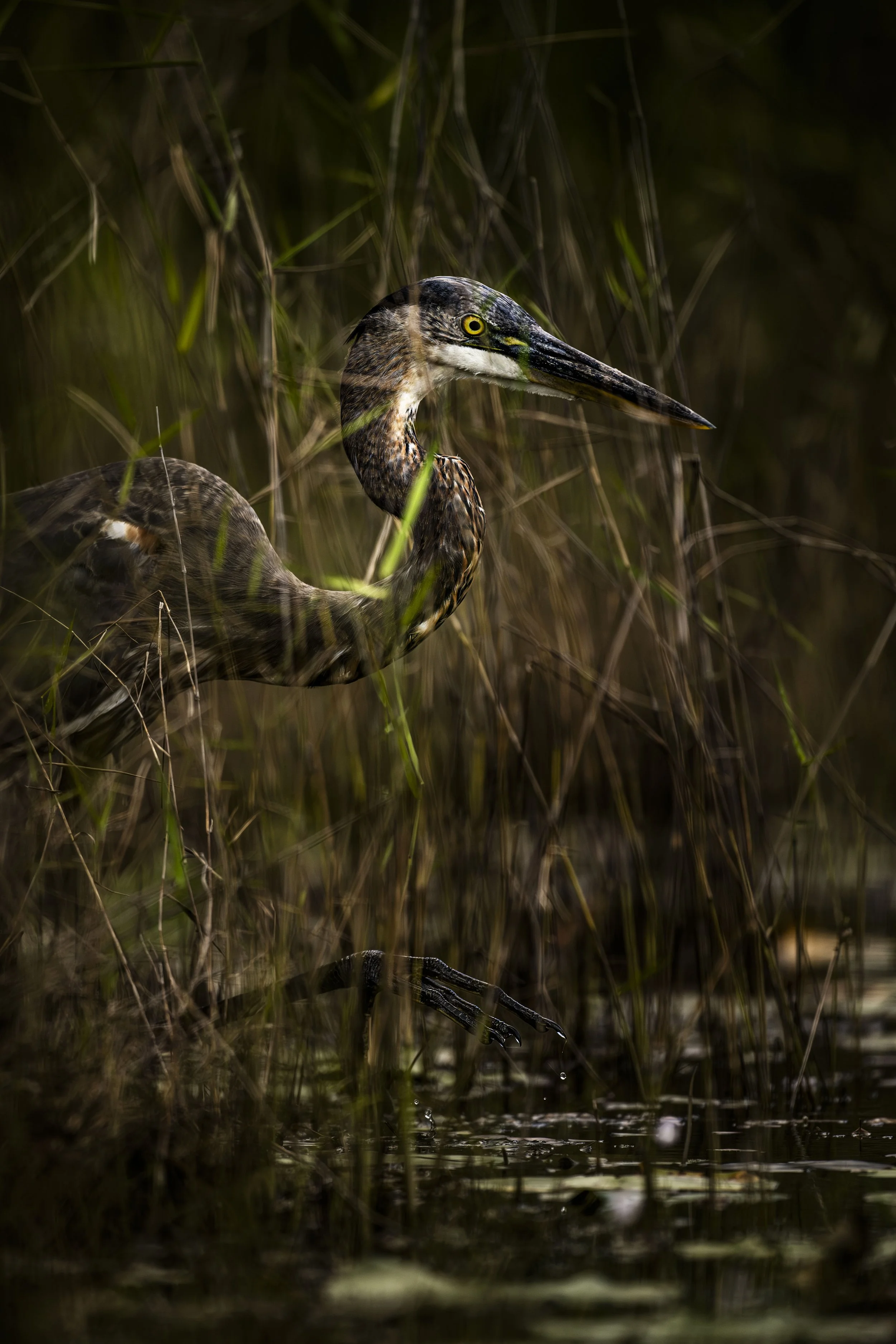 BassFishingFlamingo__047.JPG