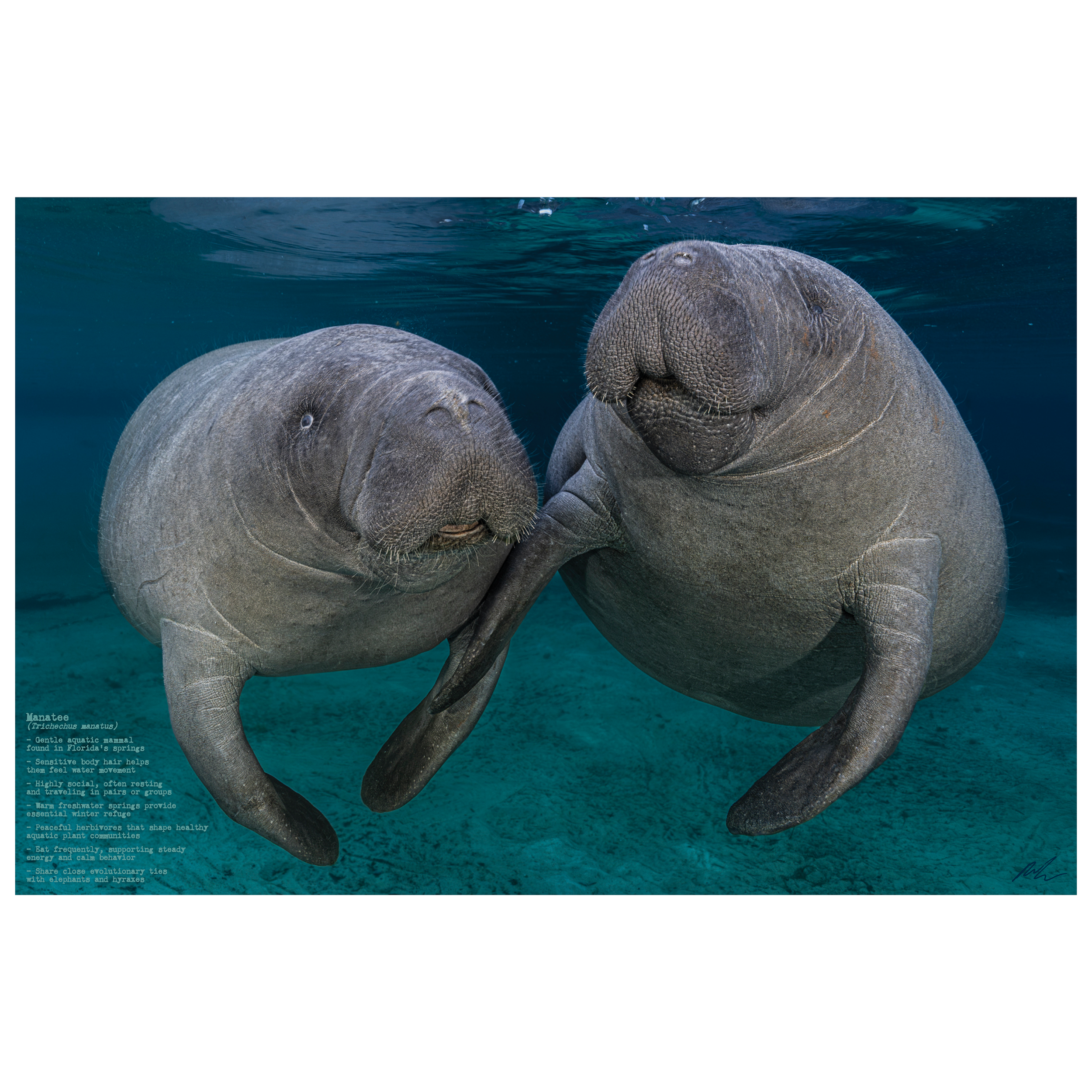 Manatees Poster