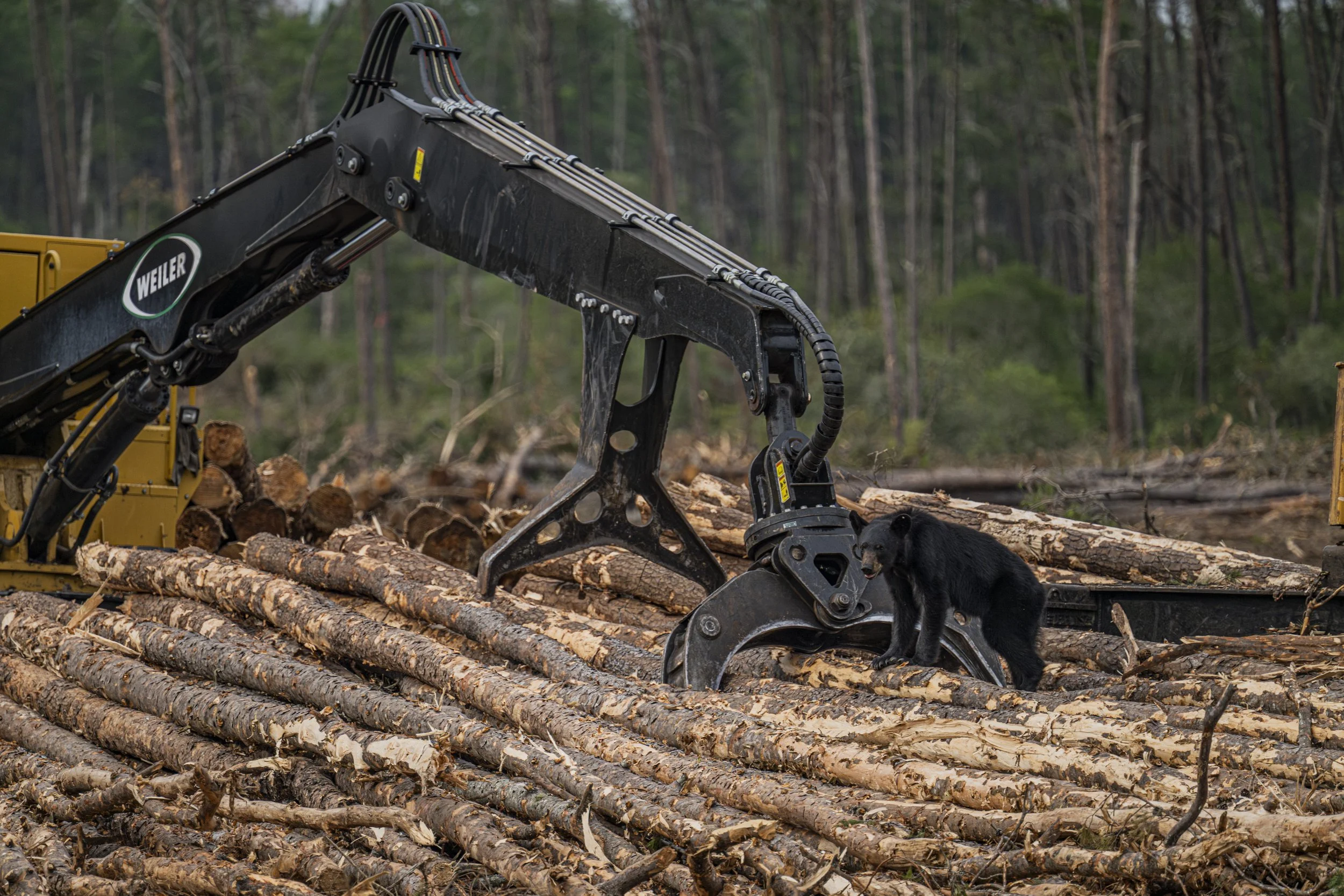 BlackBearLoggingStills31.JPG