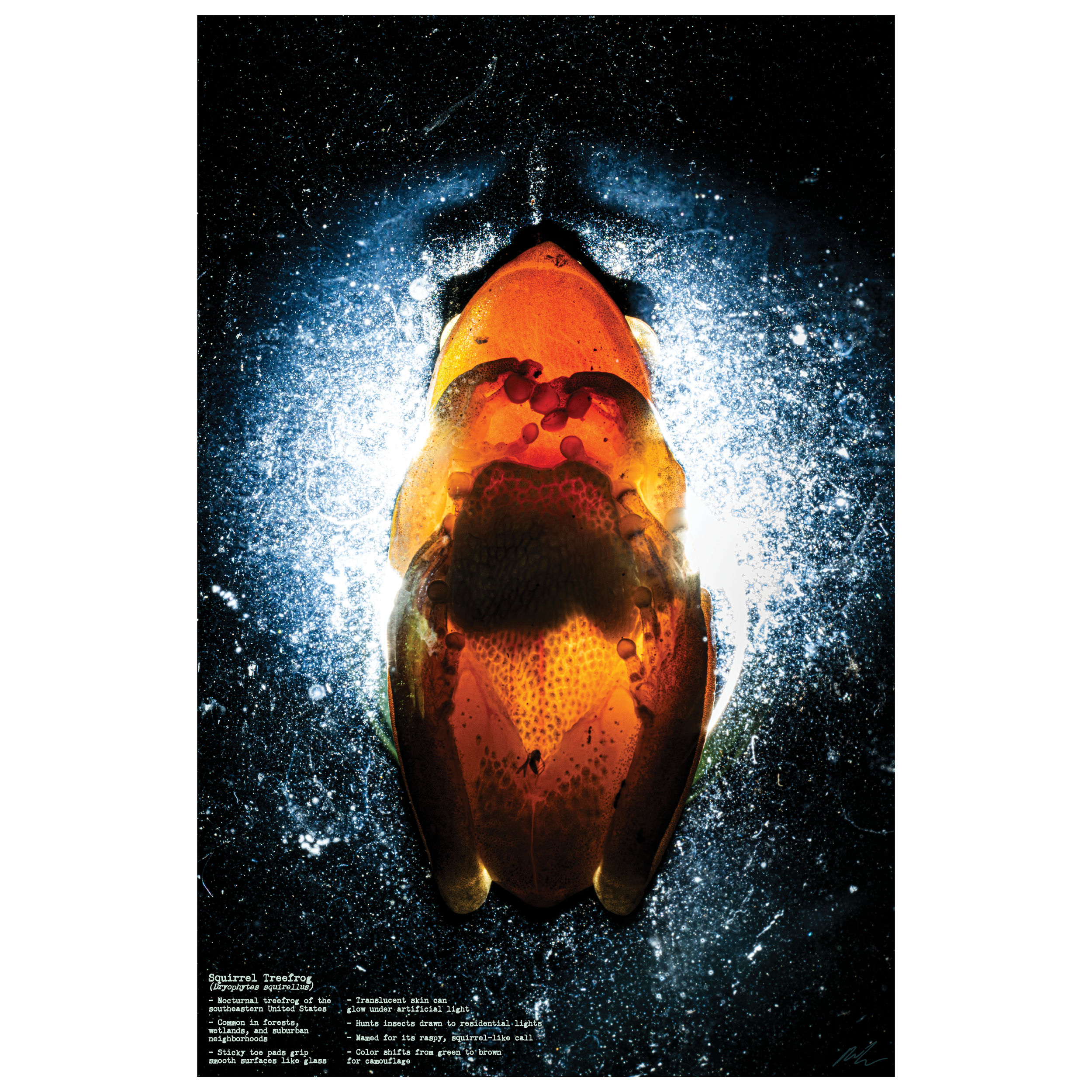 Squirrel Tree Frog Poster