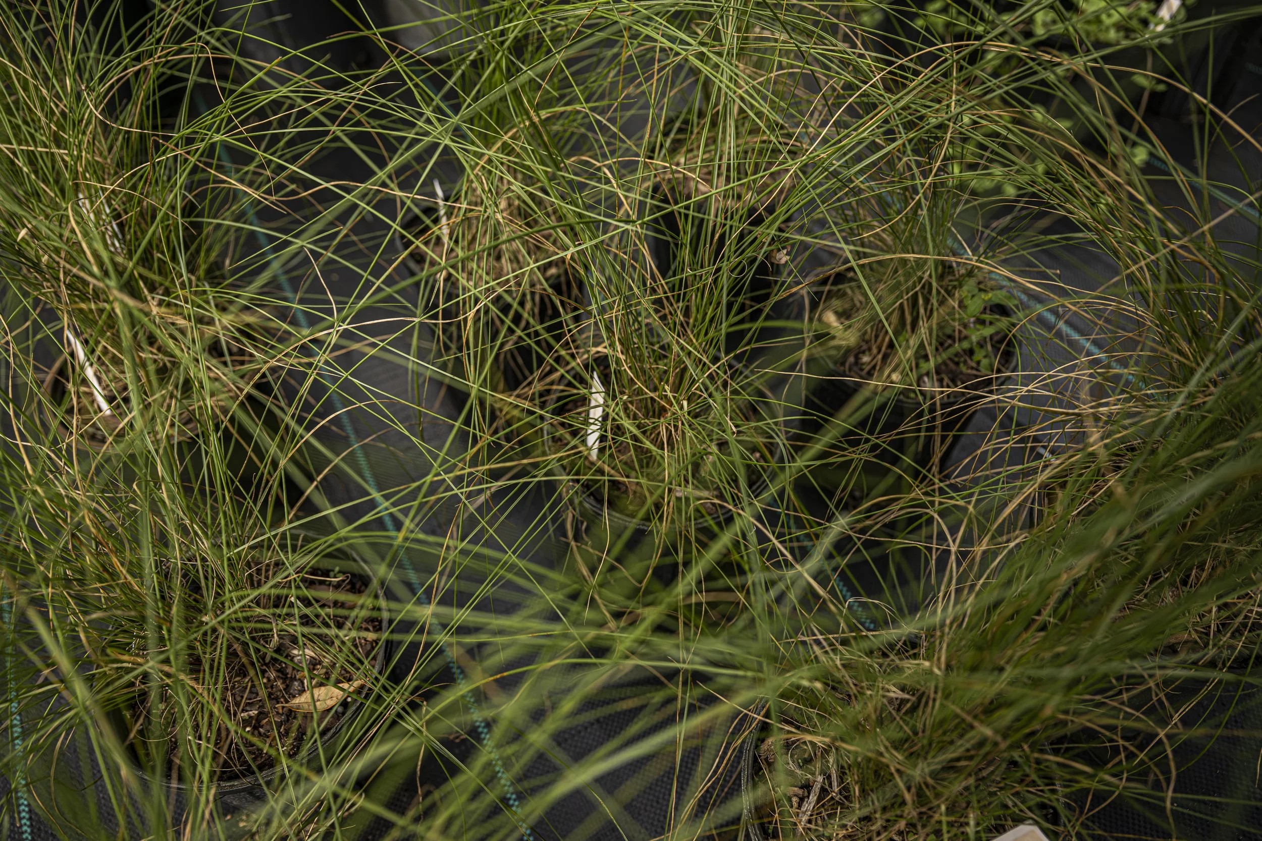 Muhly Grass (Muhlenbergia capillaris)