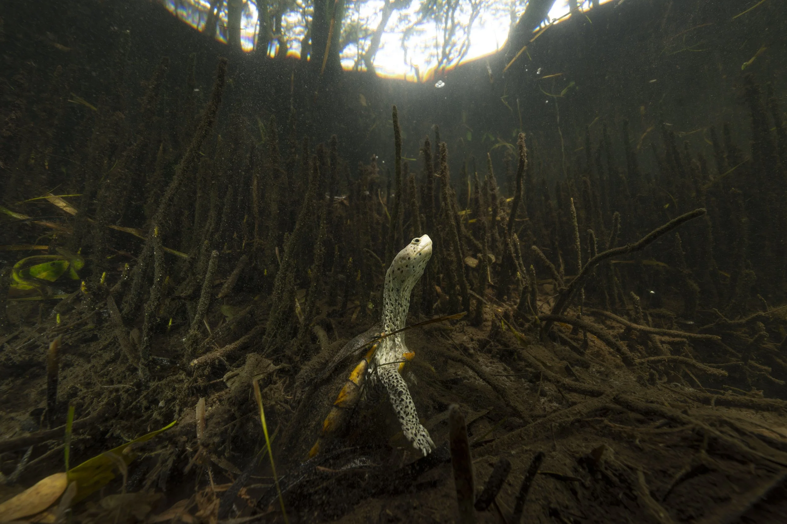Florida's Ghost Turtle Hidden In the Mangroves.JPG