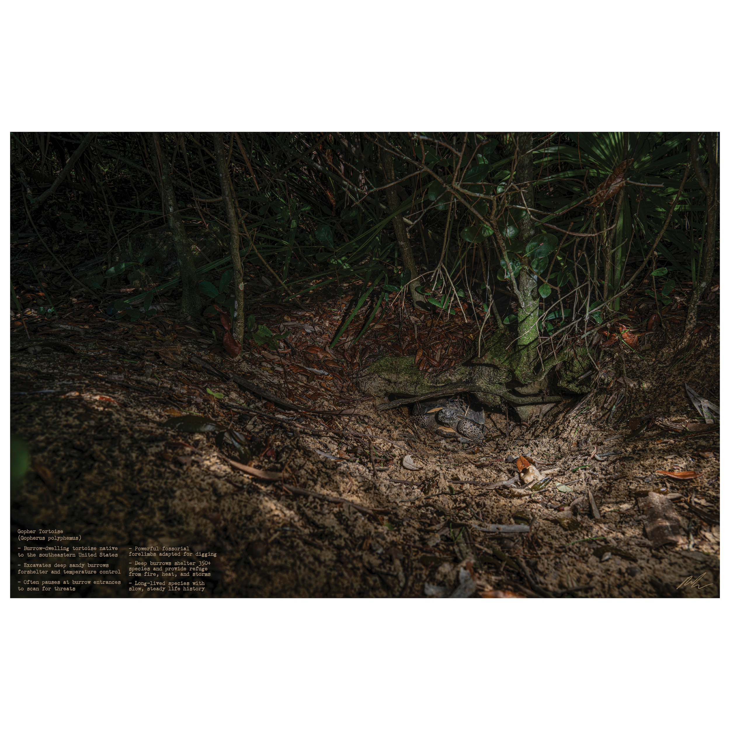 Gopher Tortoise Burrow Poster