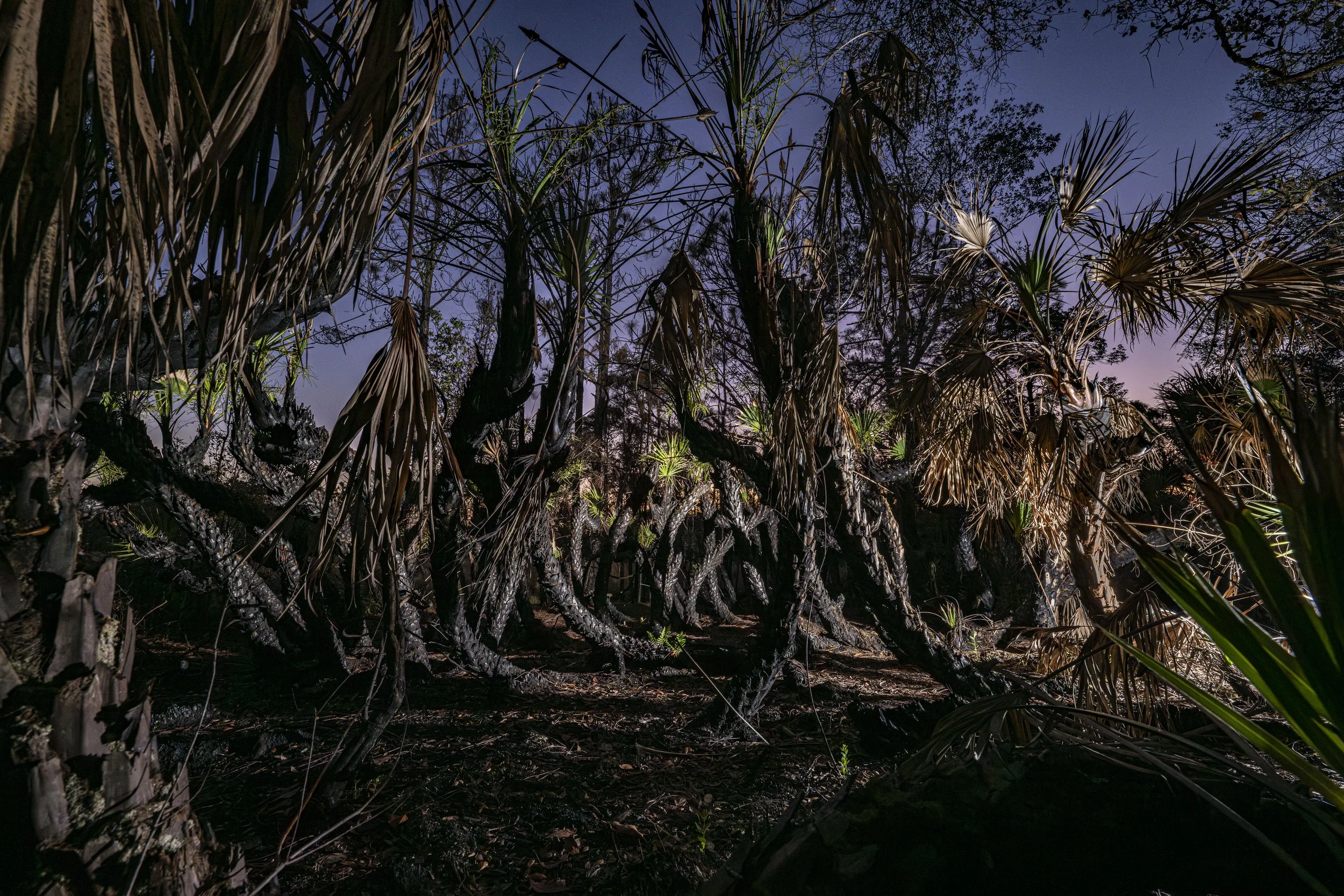 NightPalmettos.JPG