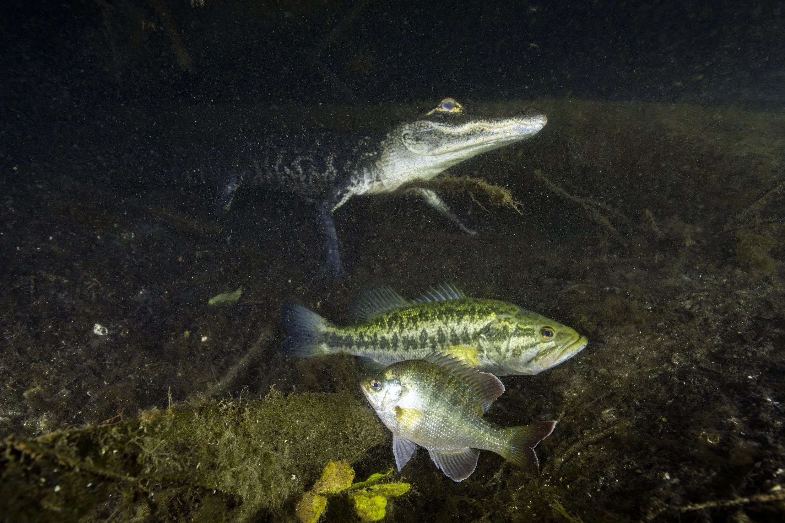 BassFishingFlamingo049.JPG