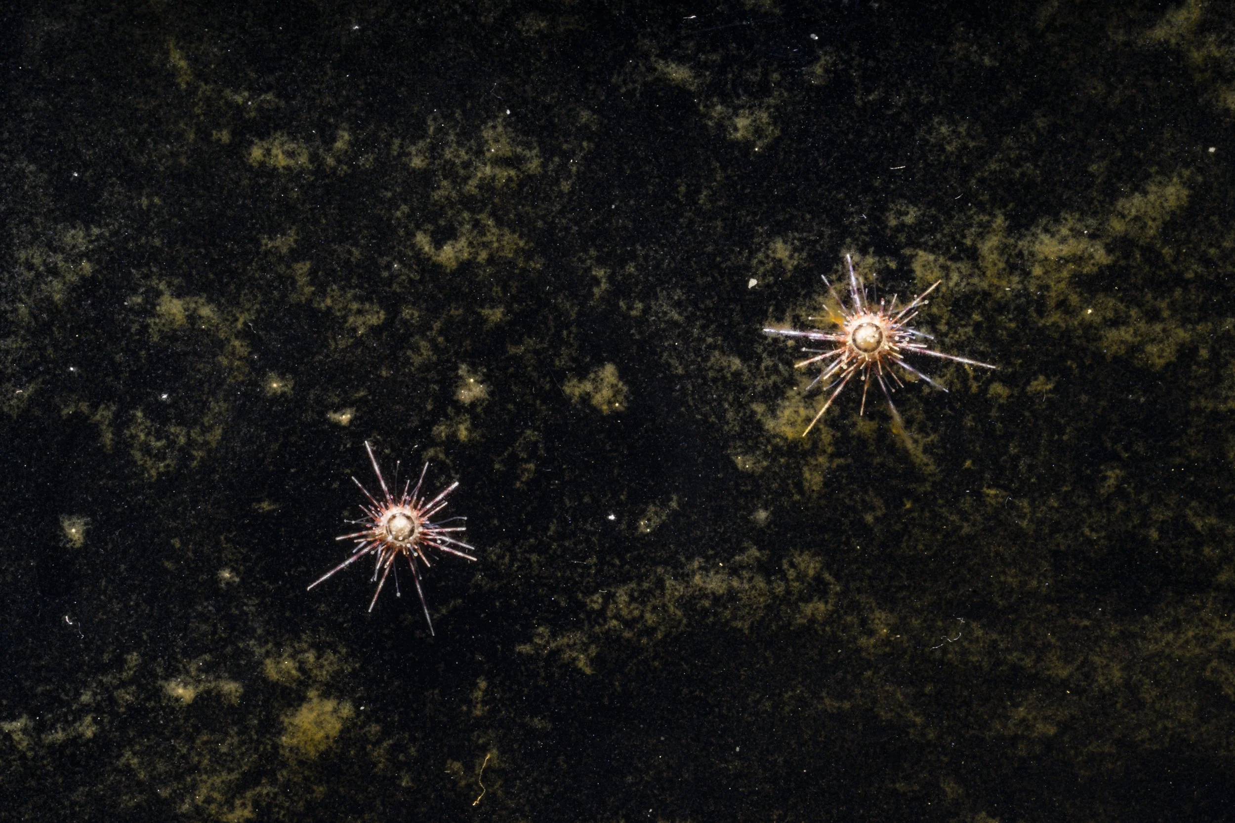 SeaUrchinLab__046.jpeg