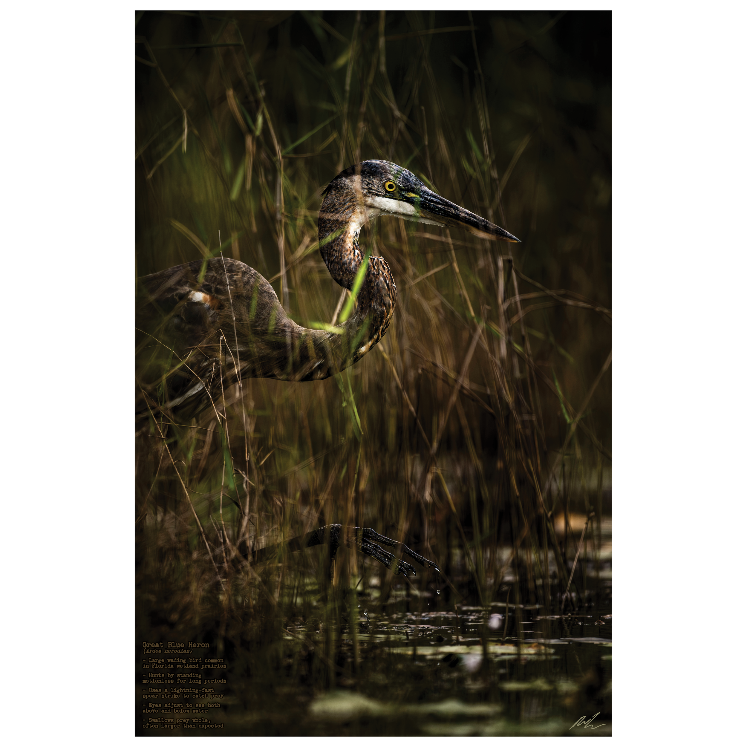 Great Blue Heron Poster