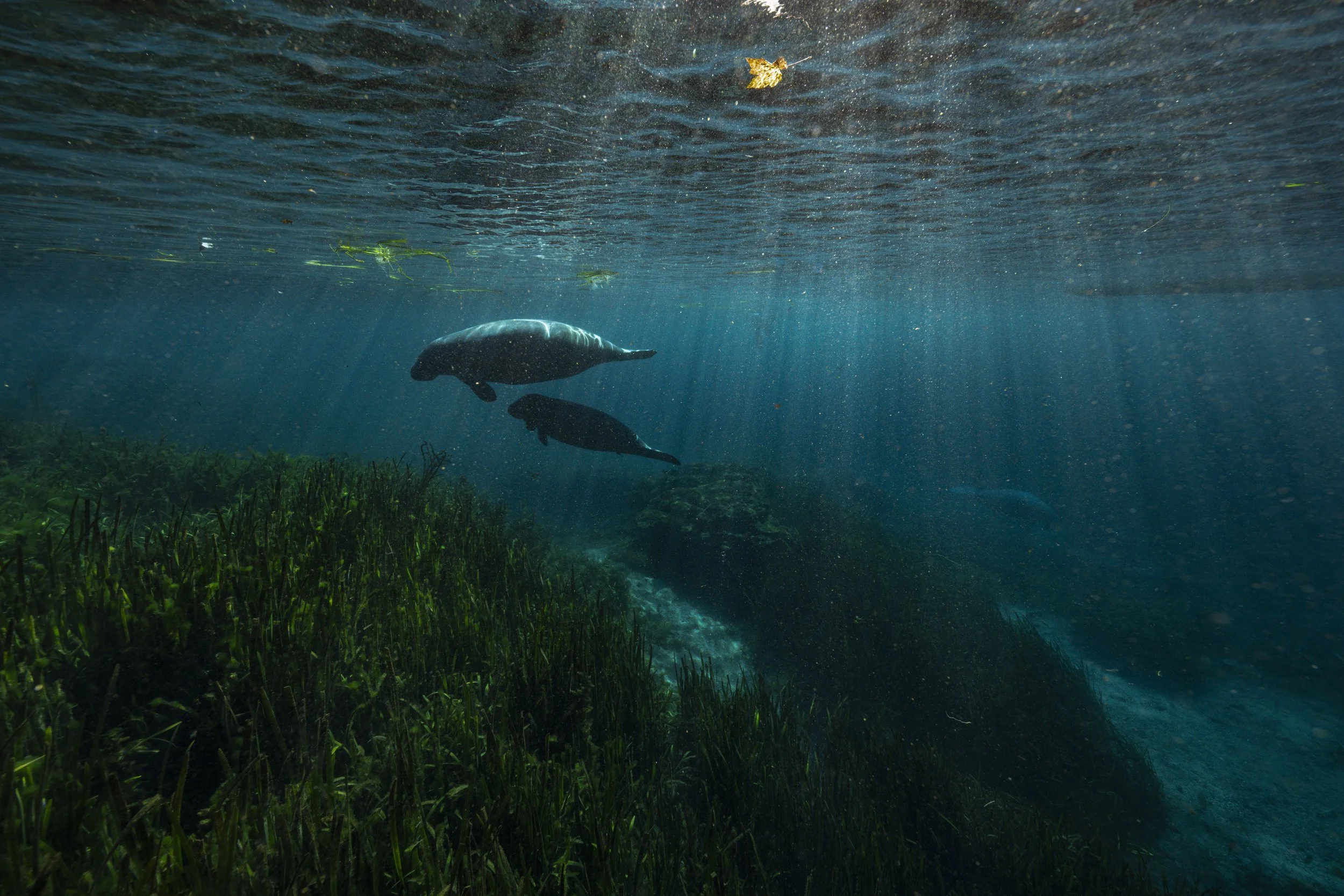 A Manatee Raises It's Young.JPG