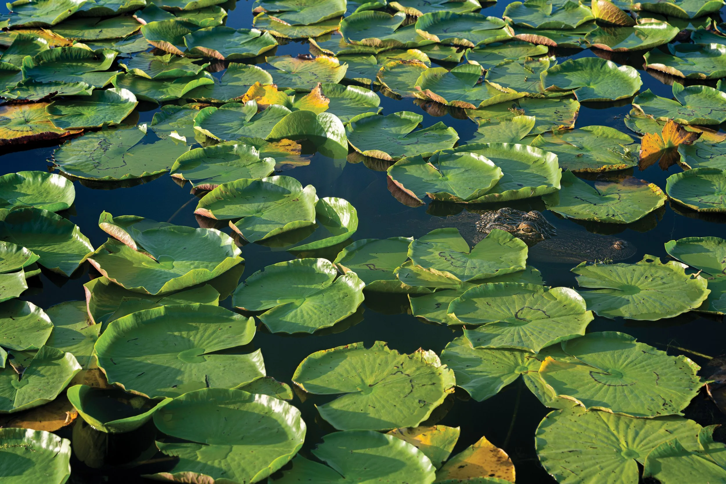 Gator of the Lily Pads.JPG