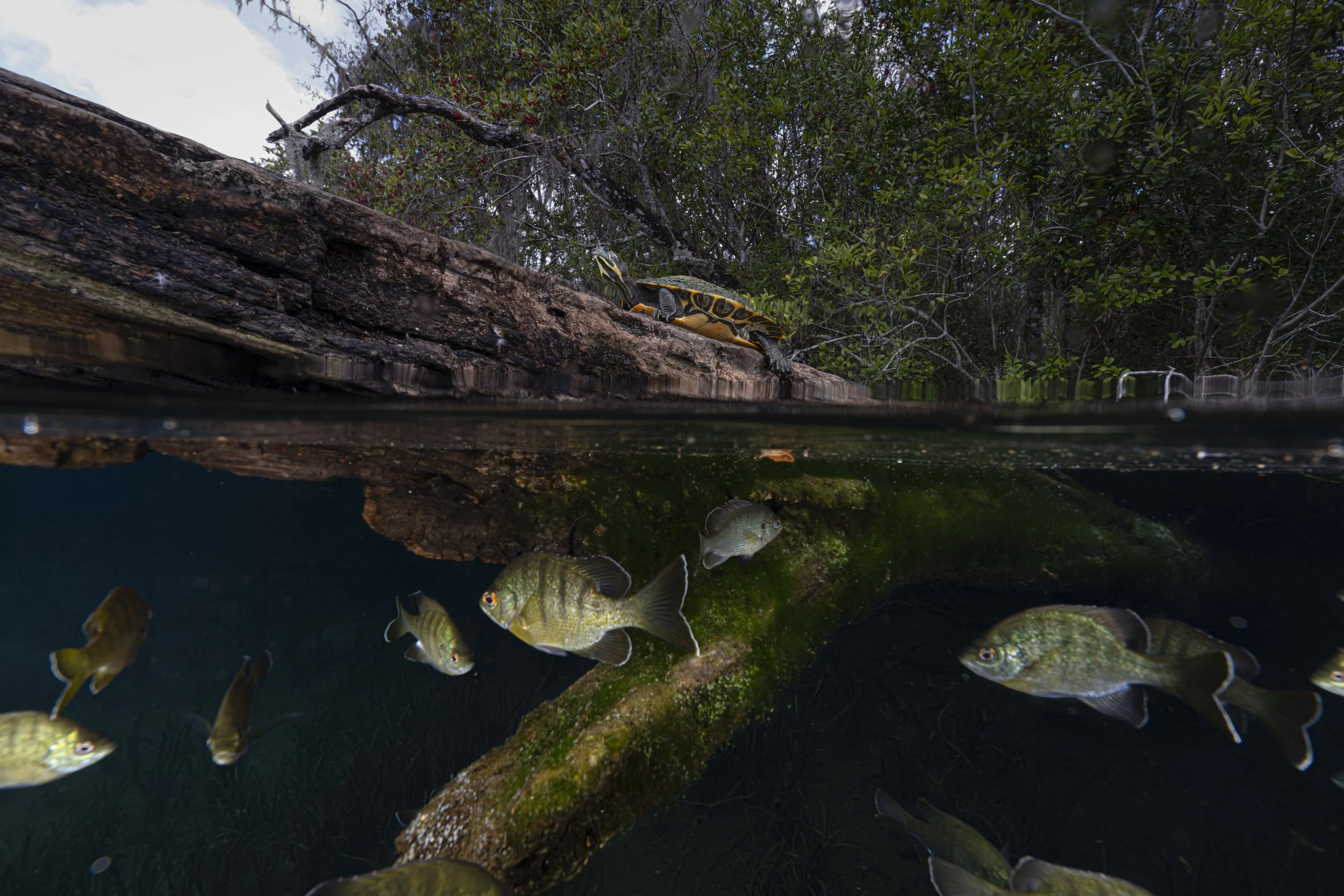 A Shared Habitat Above And Below.JPG