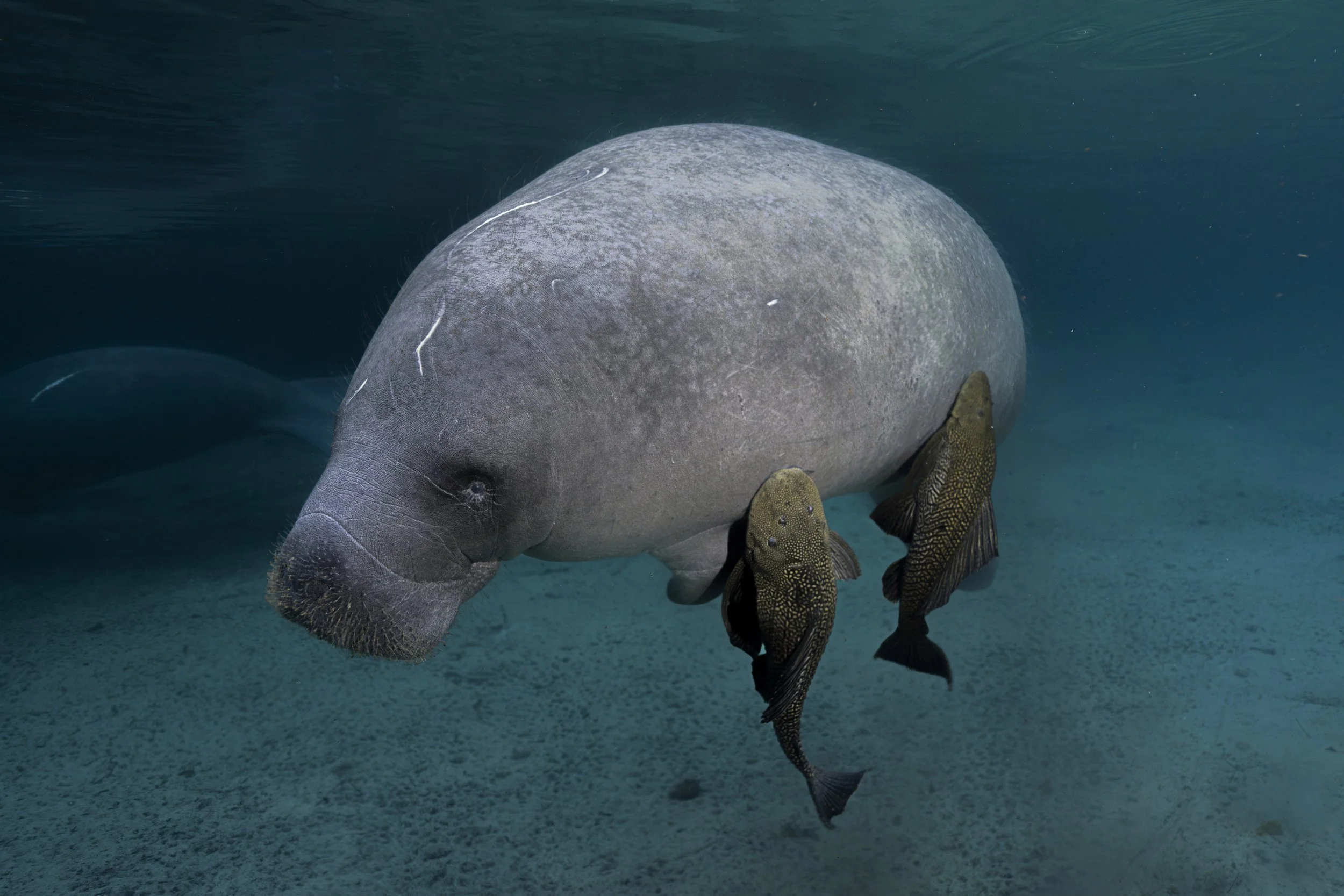 ManateeAndCatfish40.JPG