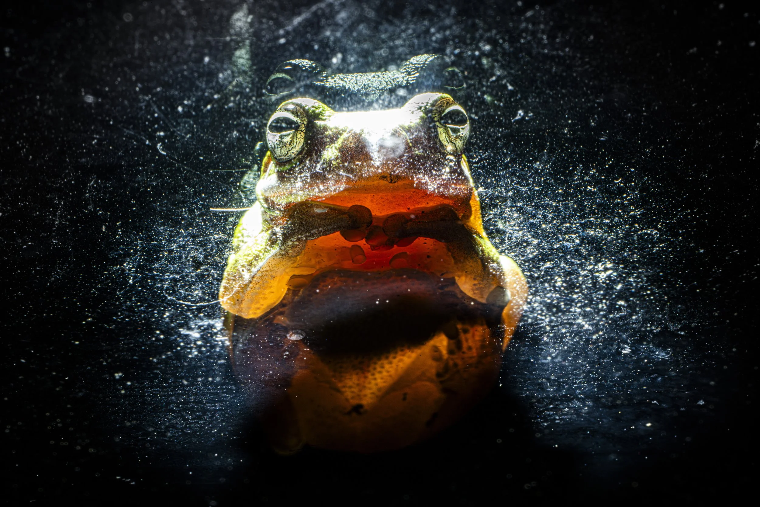Tiny Window Frog 1.JPG
