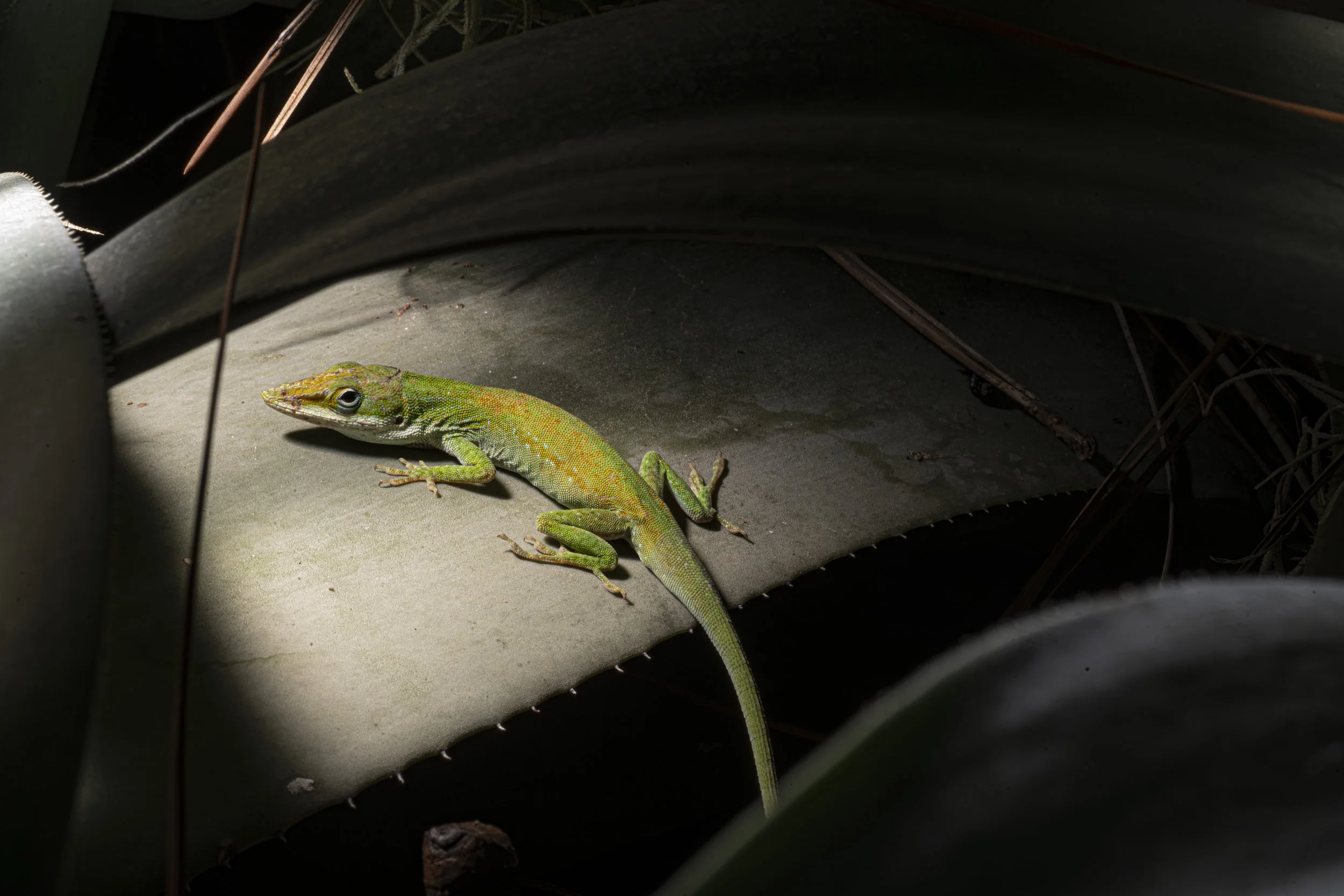 GreenAnoleVsBrownAnole10.JPG