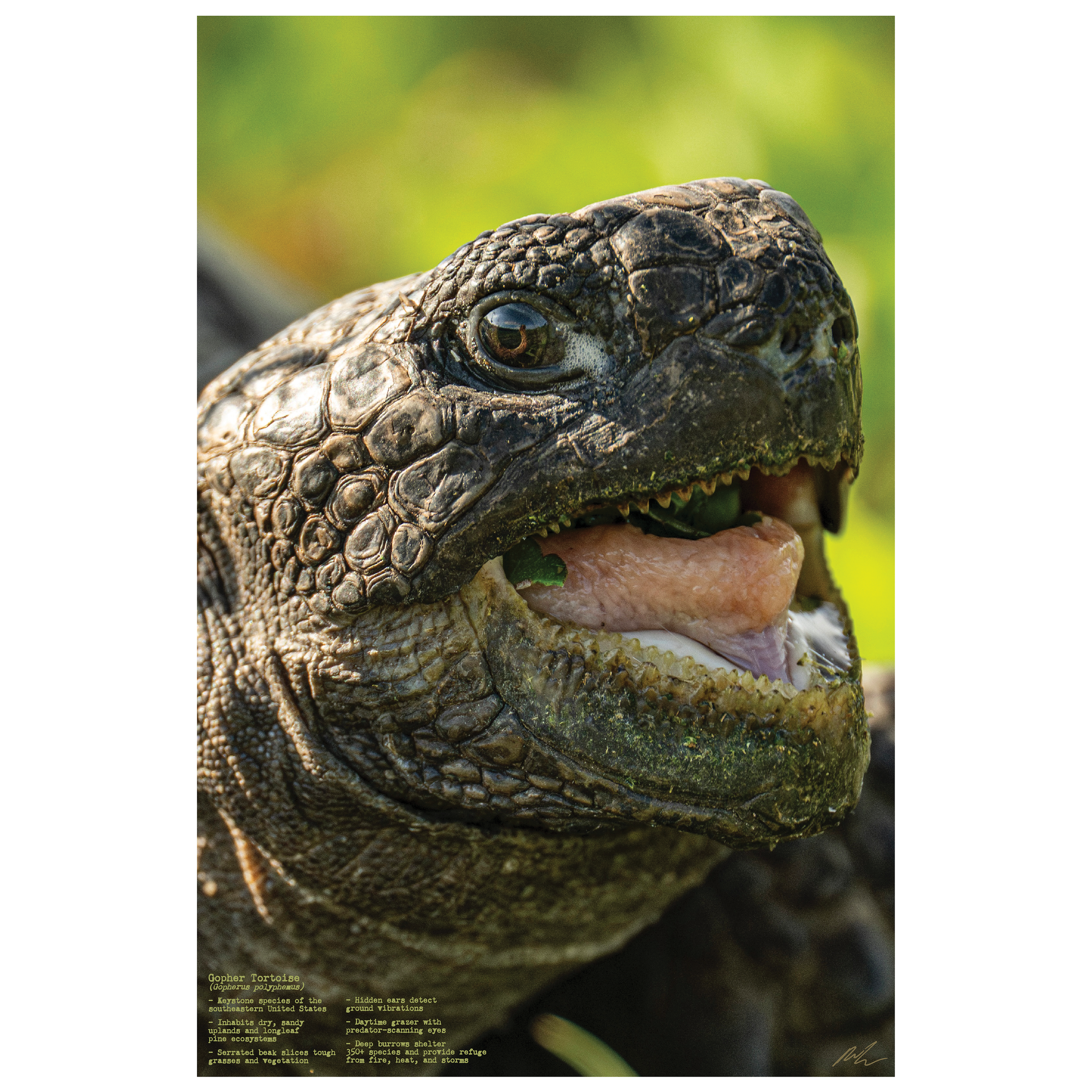 Gopher Tortoise Poster