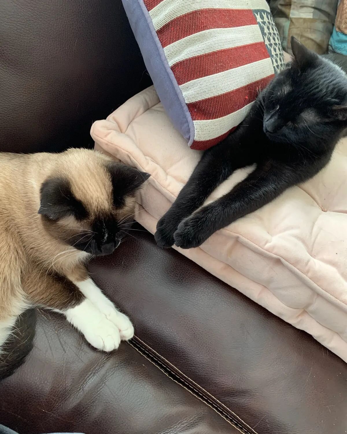 This is a BIG deal! 

For many years Luna has preferred being kind of on her own, she did live with Sunny and Shasta for many years but kind of did her own thing before they passed away.  Luna is my dad's cat, meaning the only one she cuddles on or n