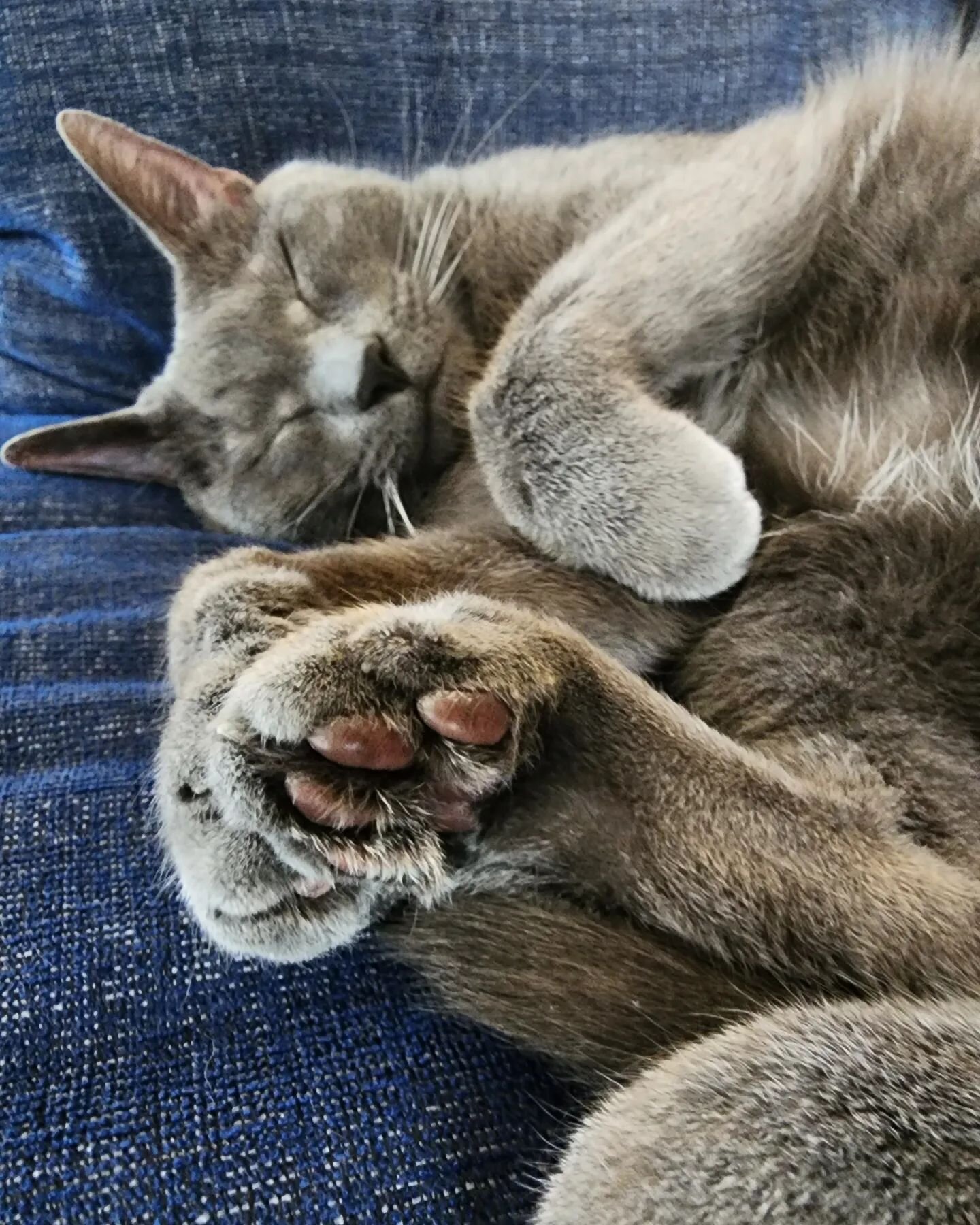 Lazy Sunday and gray toe beans.