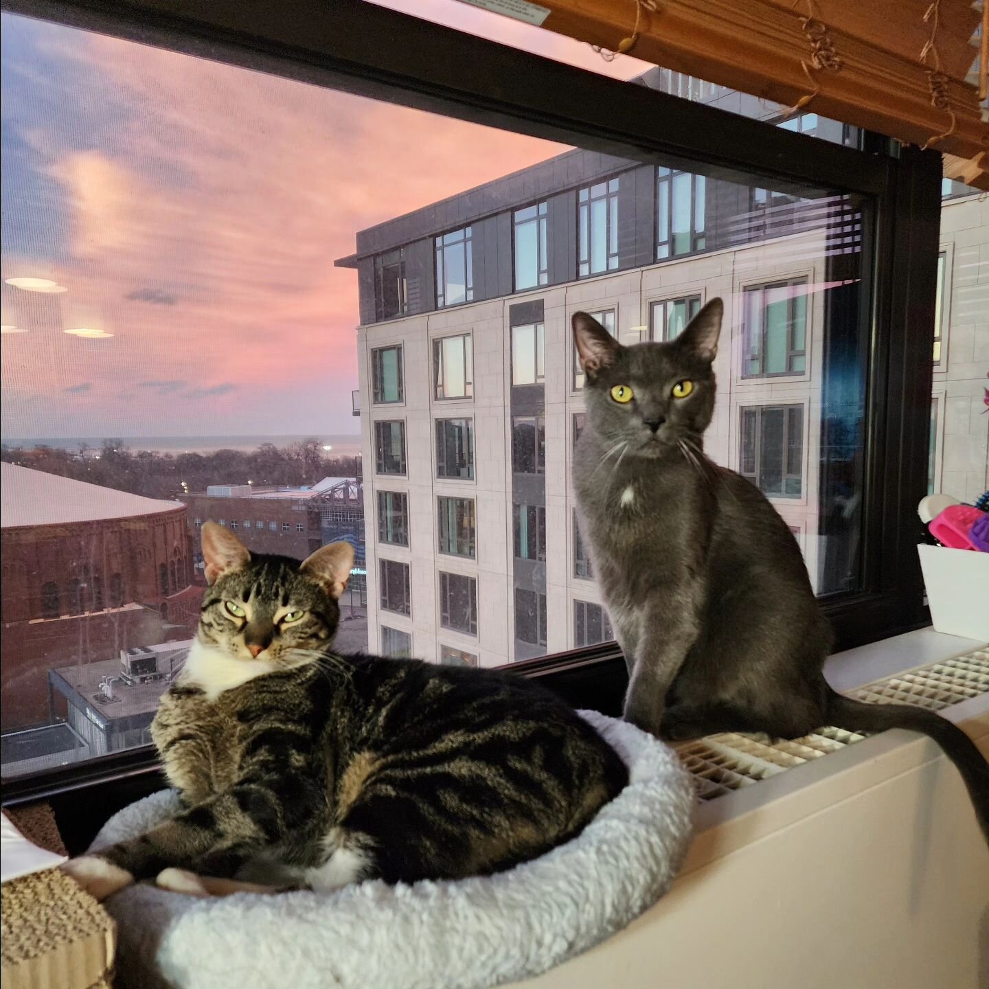 My beautiful babies with the sunset a few nights ago.  They are my heart ❤️