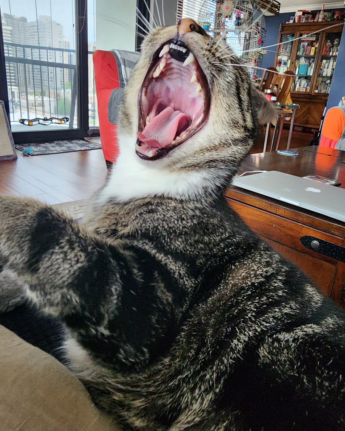 Caught an Anya yawn today 🥱