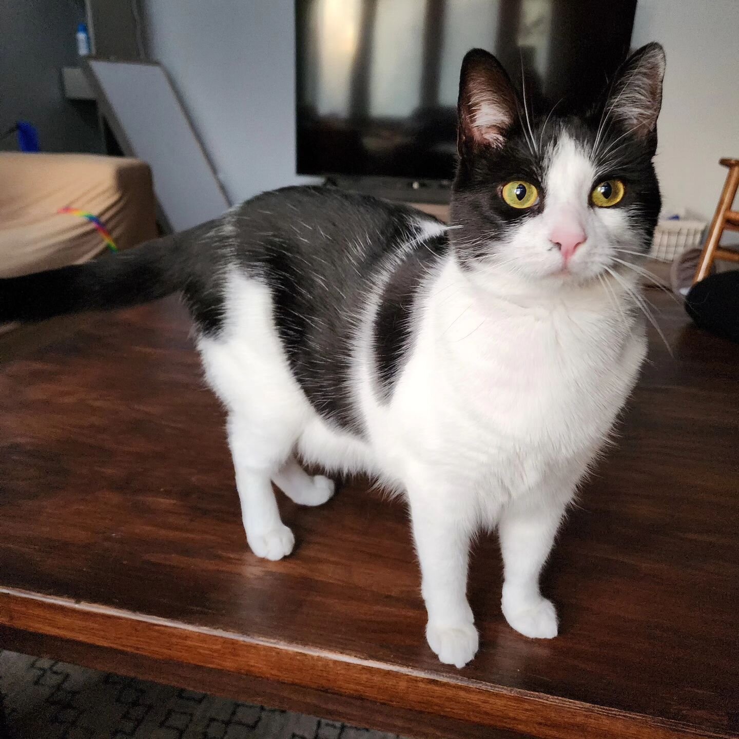 My gorgeous &quot;niece&quot; Melody! 
It's wonderful to get to see my former foster kitten.  So grateful my brother and his wife fell in love with this sassy tuxedo girl.