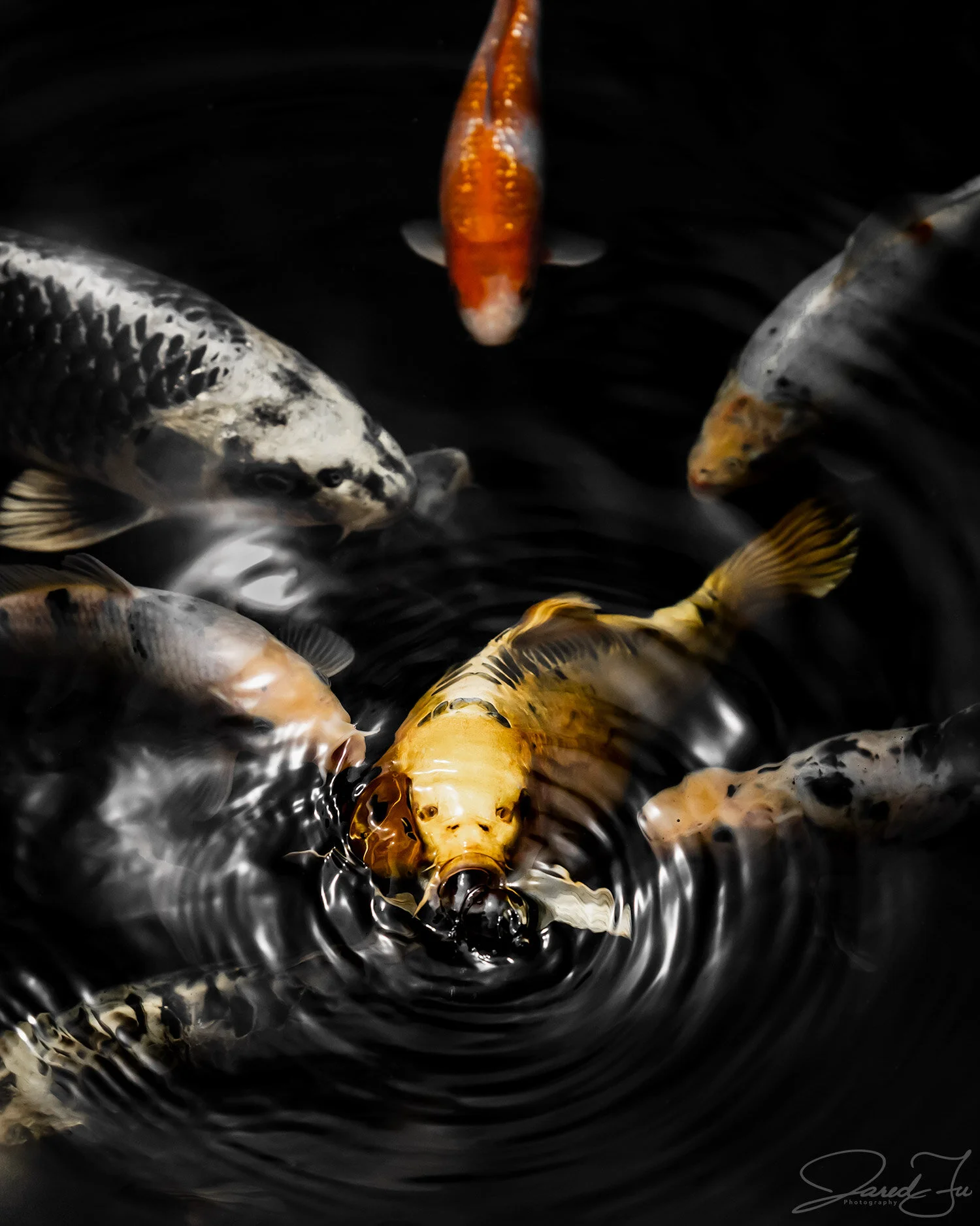 © Jared Fu_Surround_2020 (Web).jpg