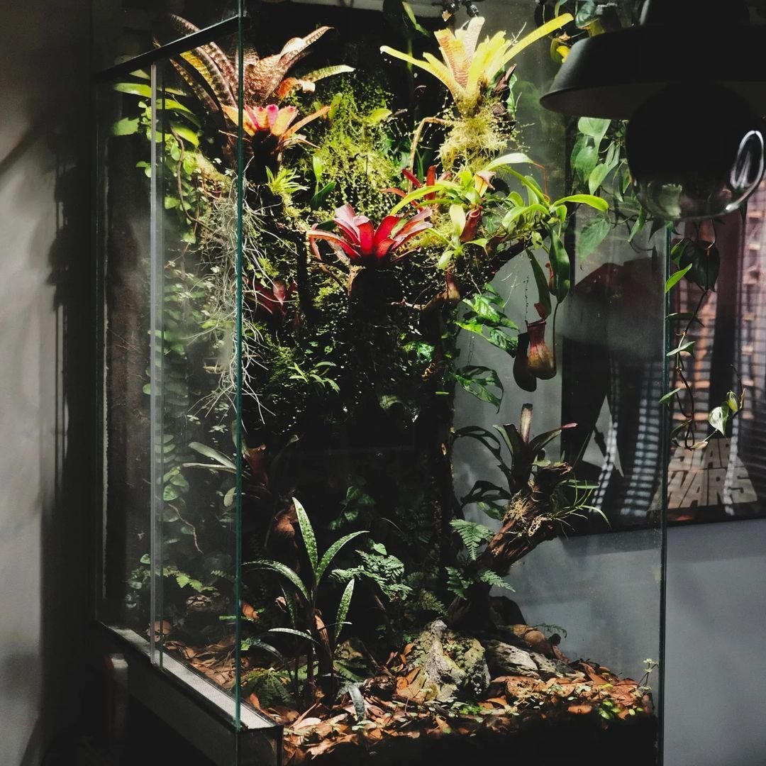 We're sure that the leucomelas' are lovin' this scape by @asayscapes. For a fairly heavy-bodied frog they sure are capable climbers.

📸 Credit: @asayscapes 

💬 DM or tag to be featured! #vivariumcollective

📘 Visit our website for vivarium article