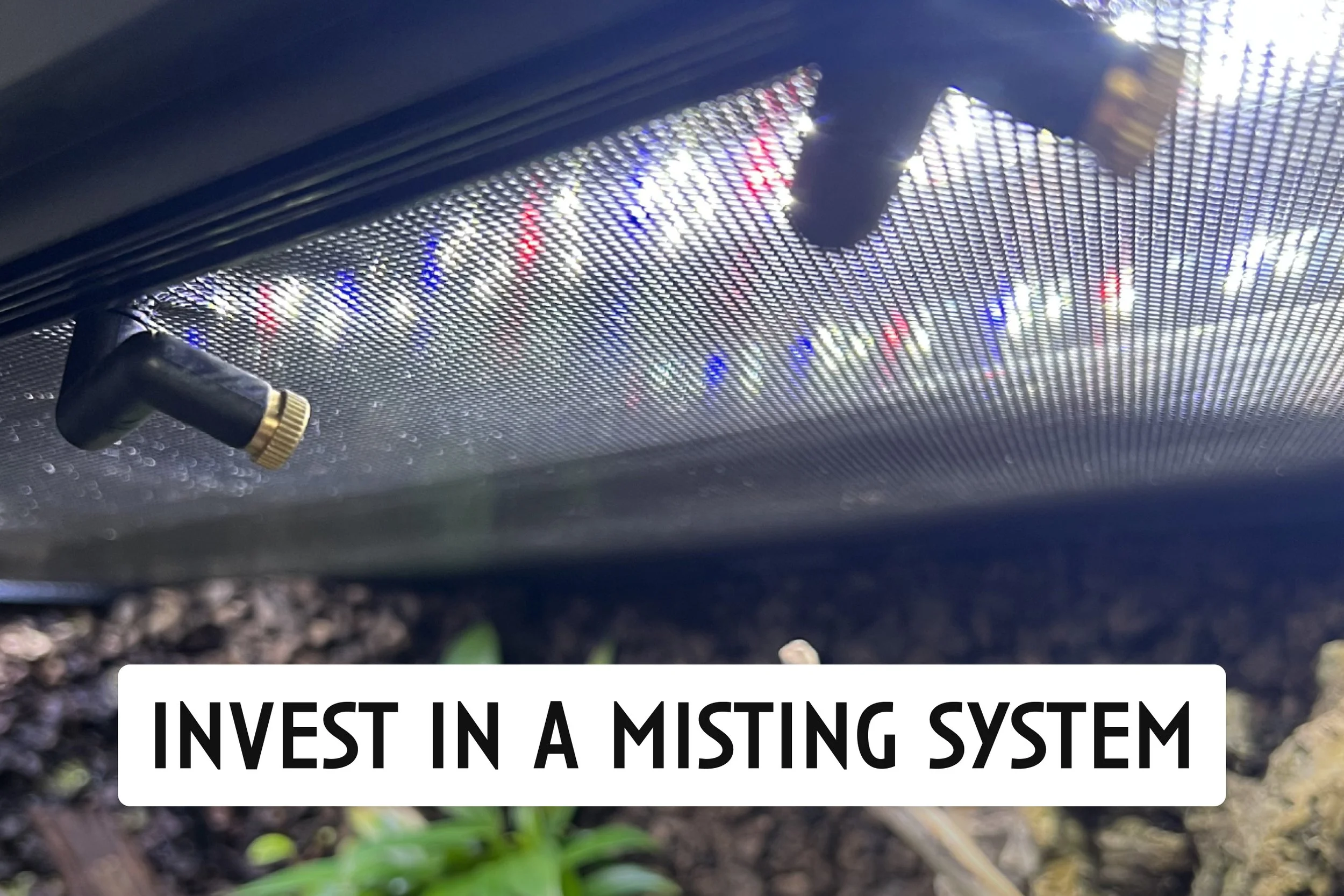 Pro Tip Invest in an Automatic Misting System, You Won’t Regret It