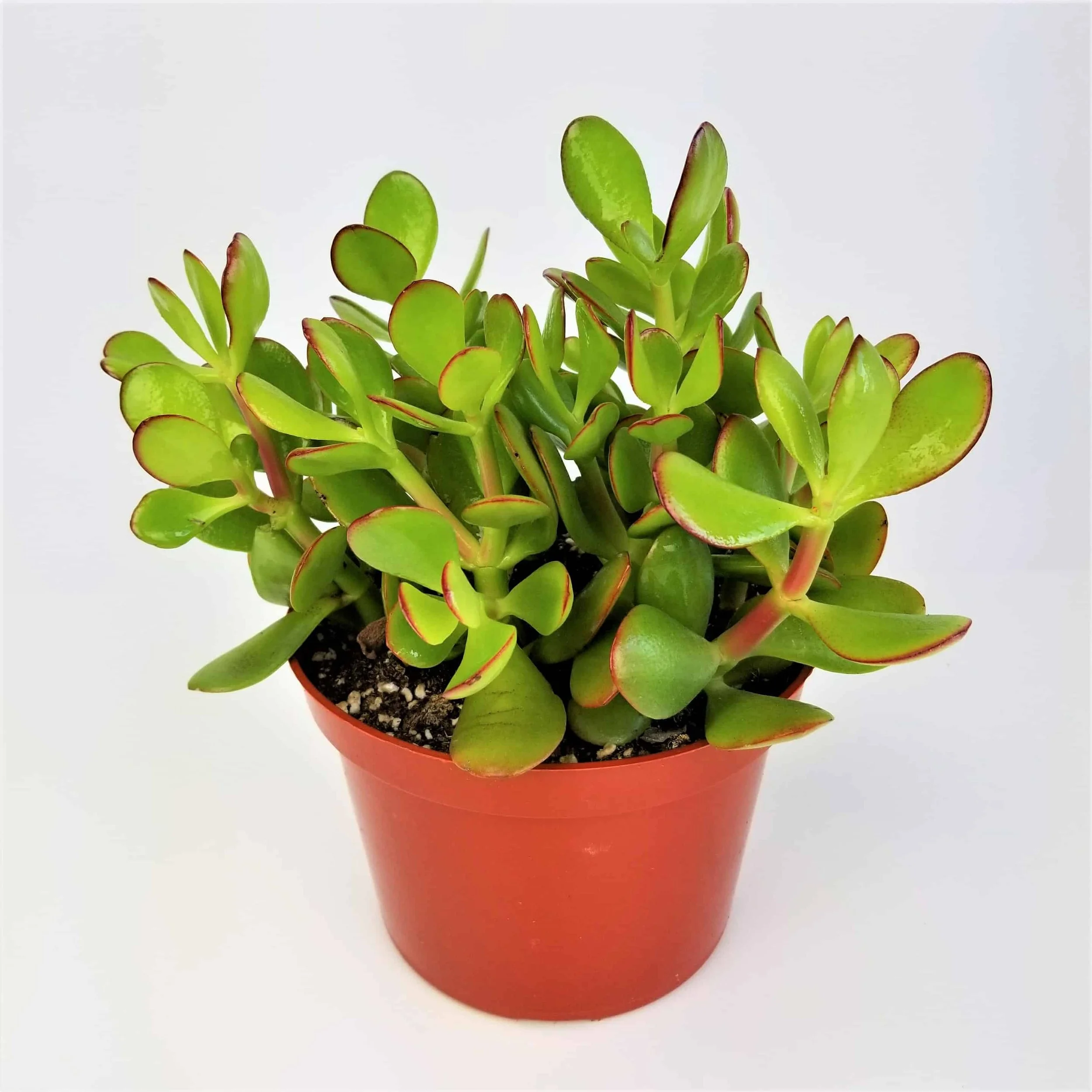 Once Upon a Time at Home Depot