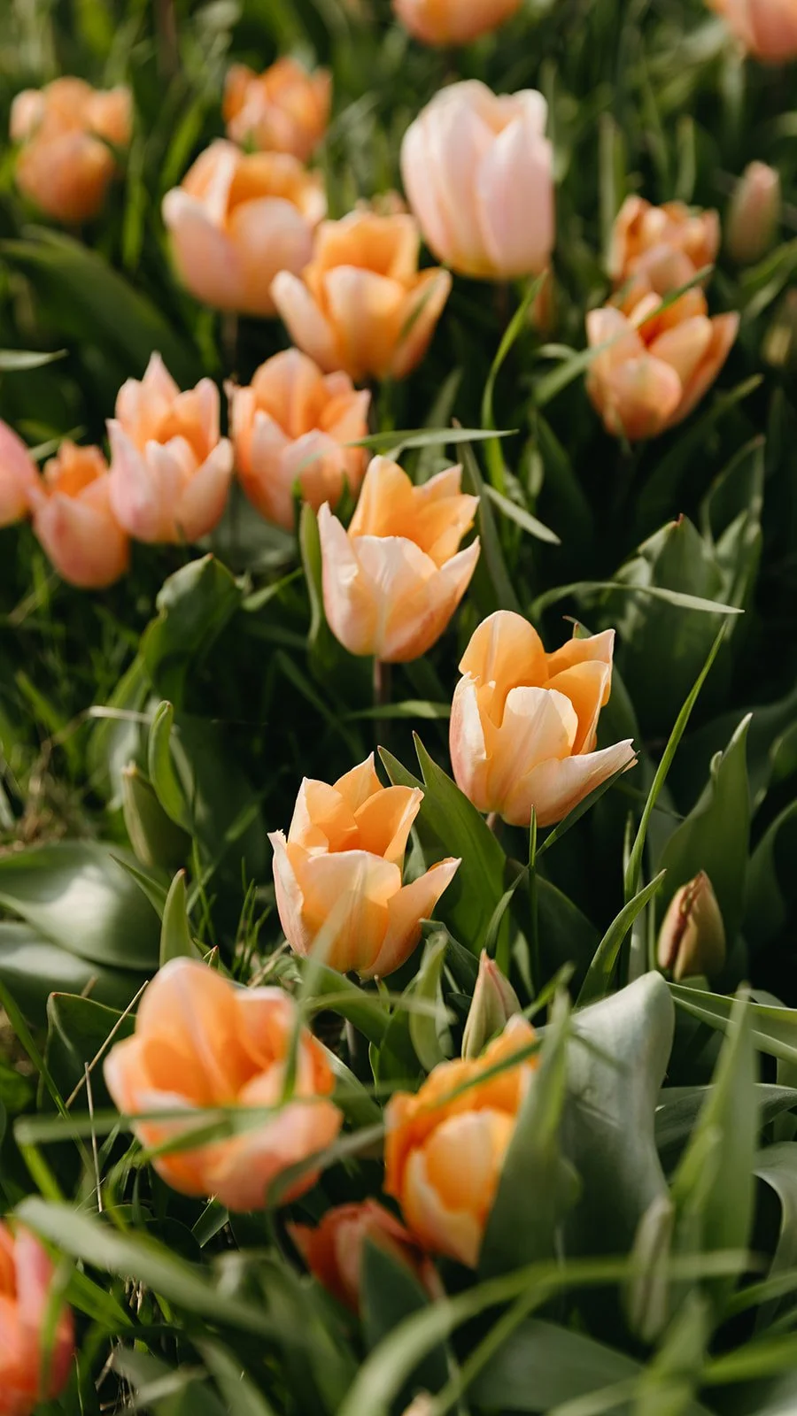 Balsam-Stepps Tulips-16.jpg
