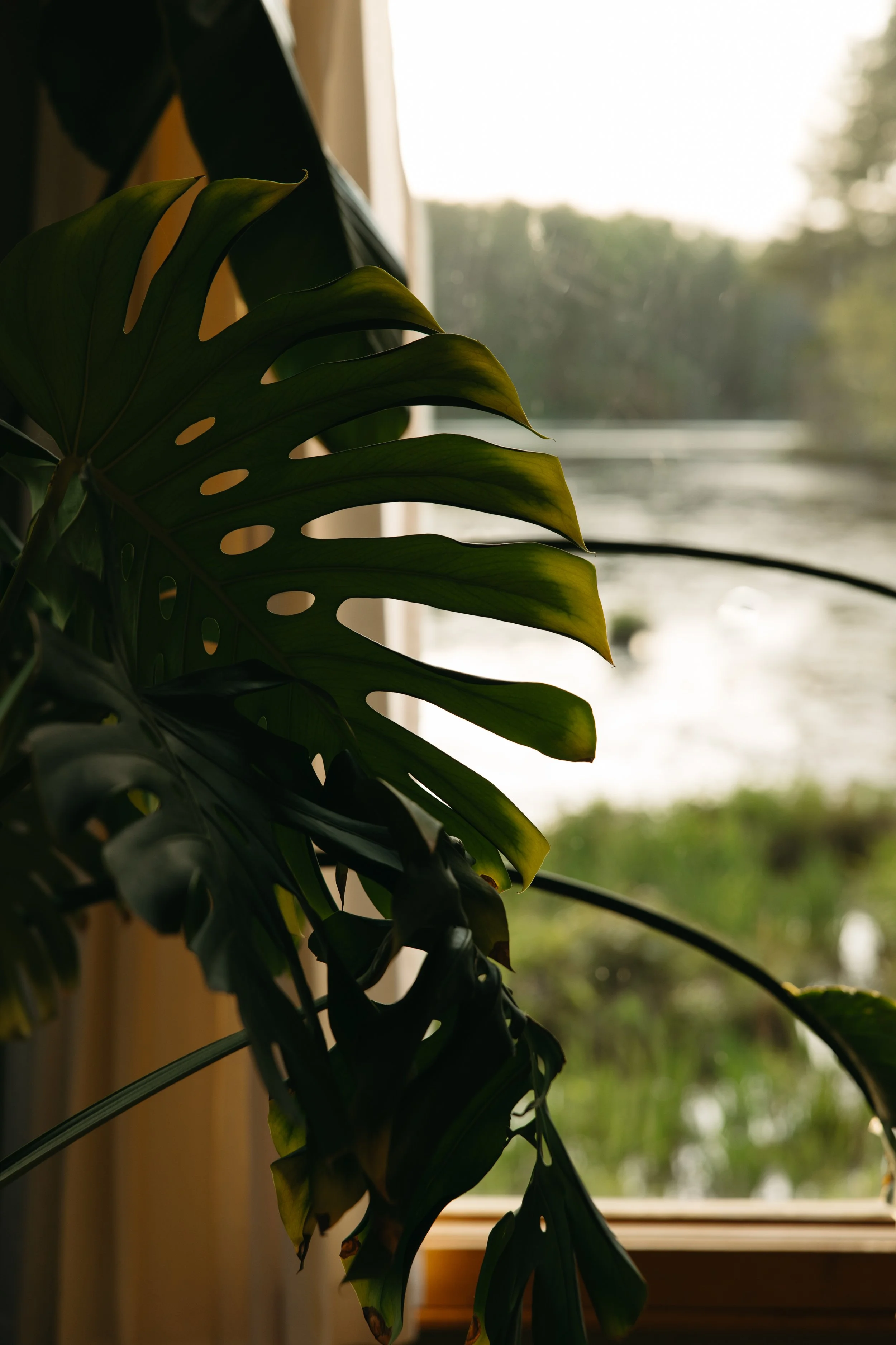 BALSAM PHOTOS - SAM RAPH-150.jpg