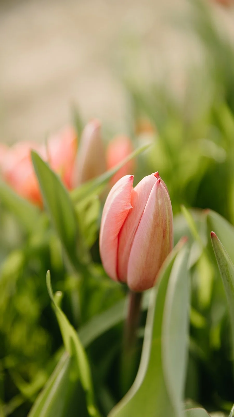 Balsam-Stepps Tulips-04.jpg