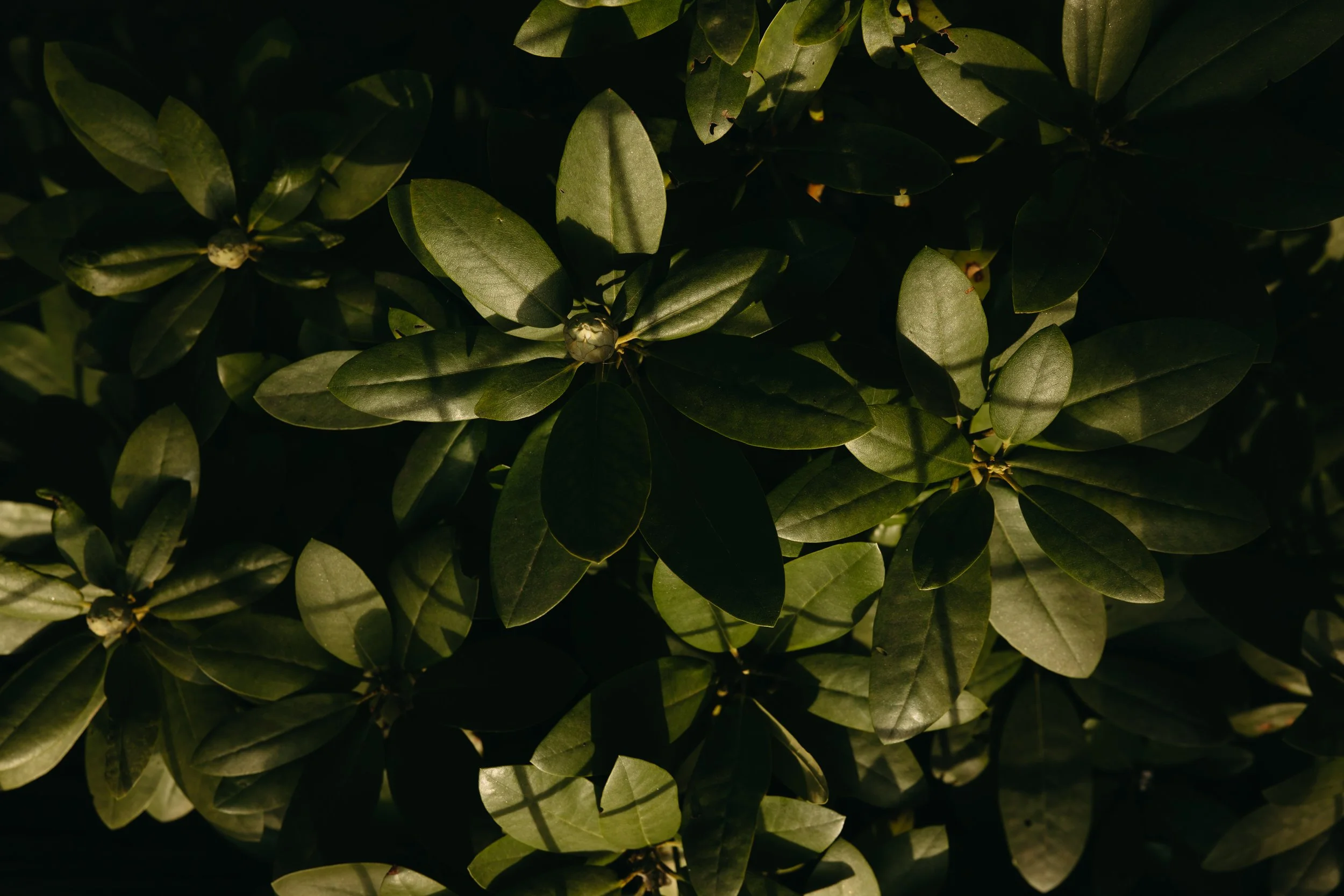 BALSAM PHOTOS - SAM RAPH-105.jpg