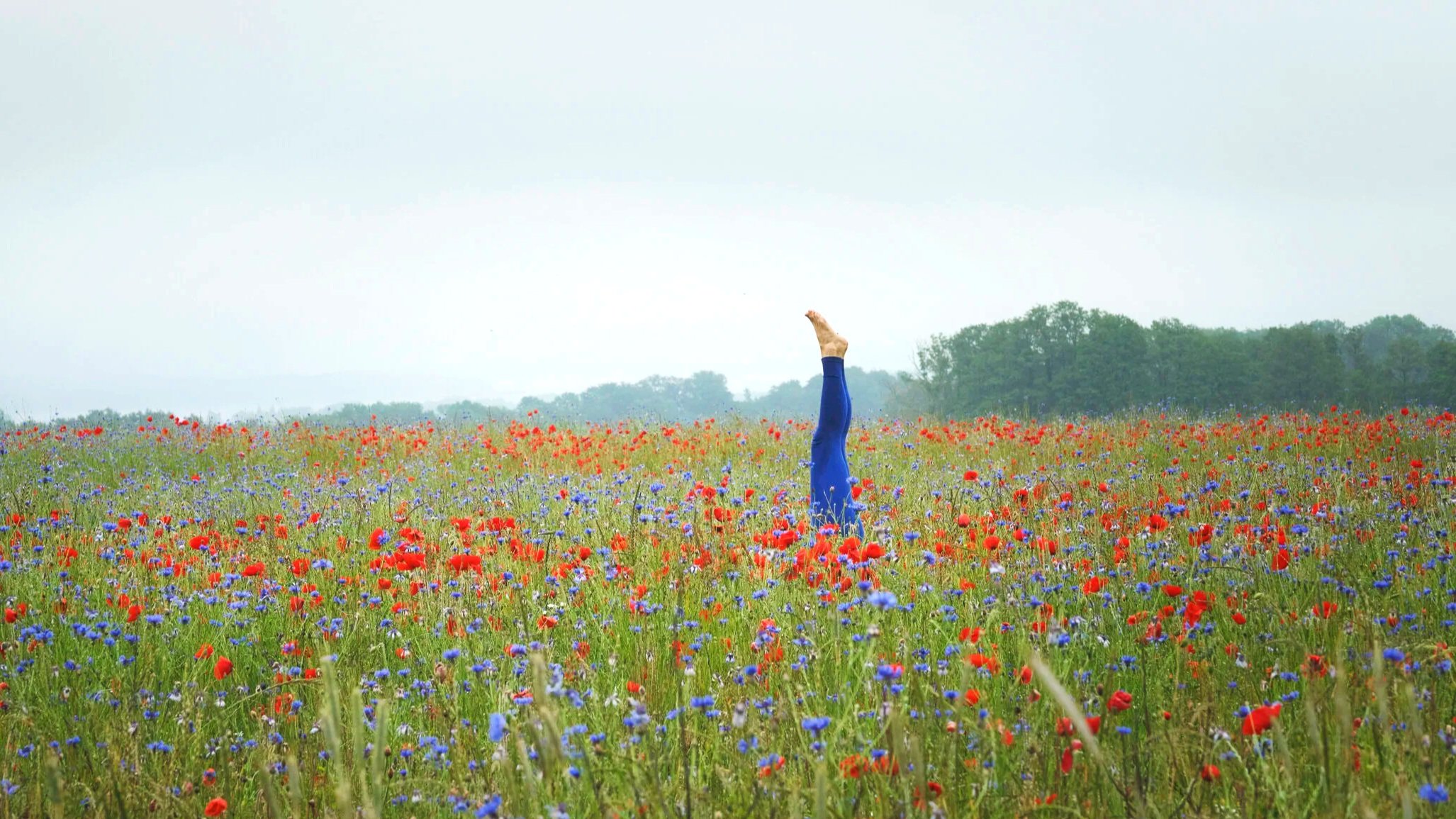 Yogalehrer steht im Kopfstand auf einem Blumenfeld in Mecklenburg