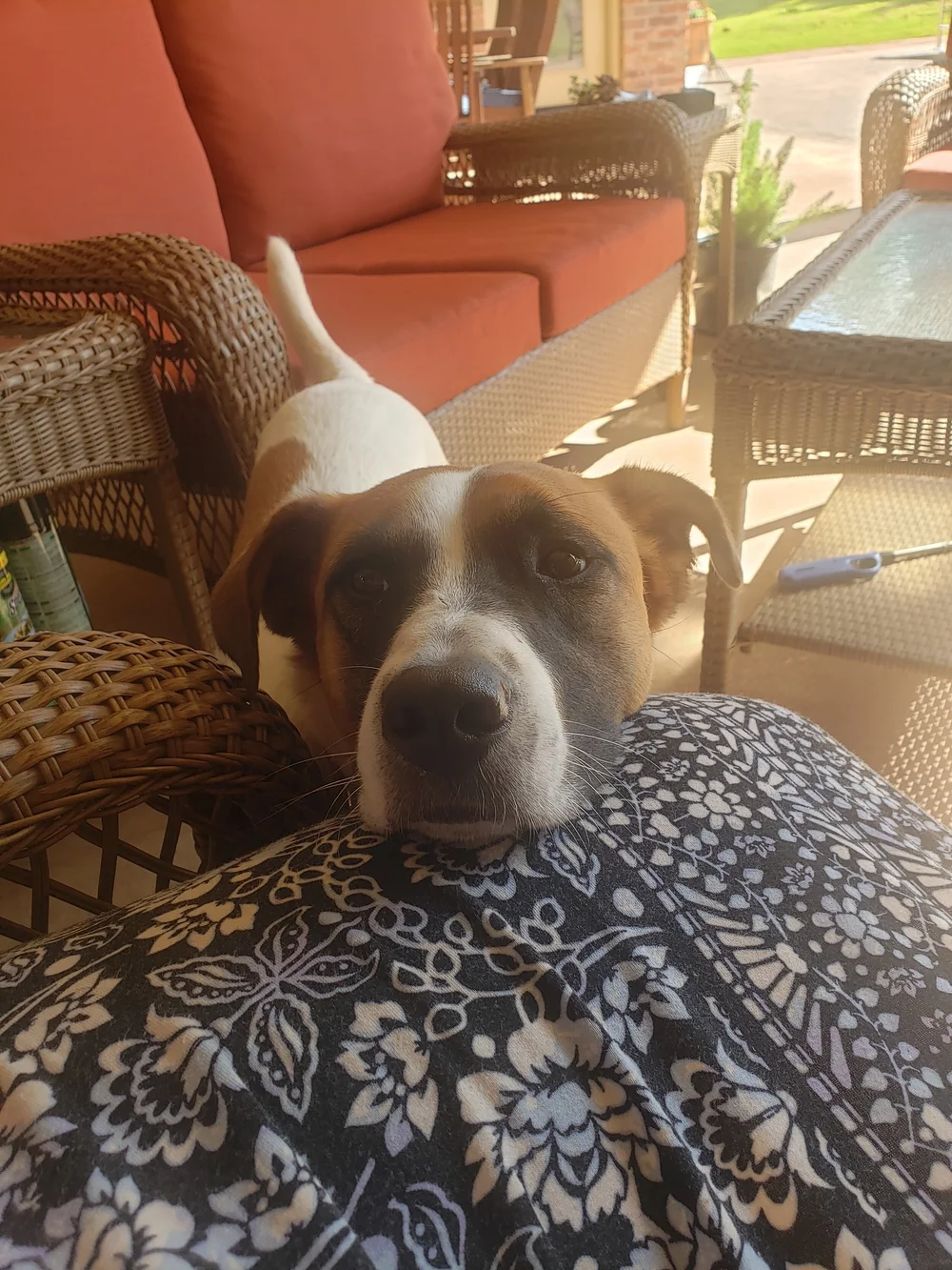 Wesley resting head.jpg