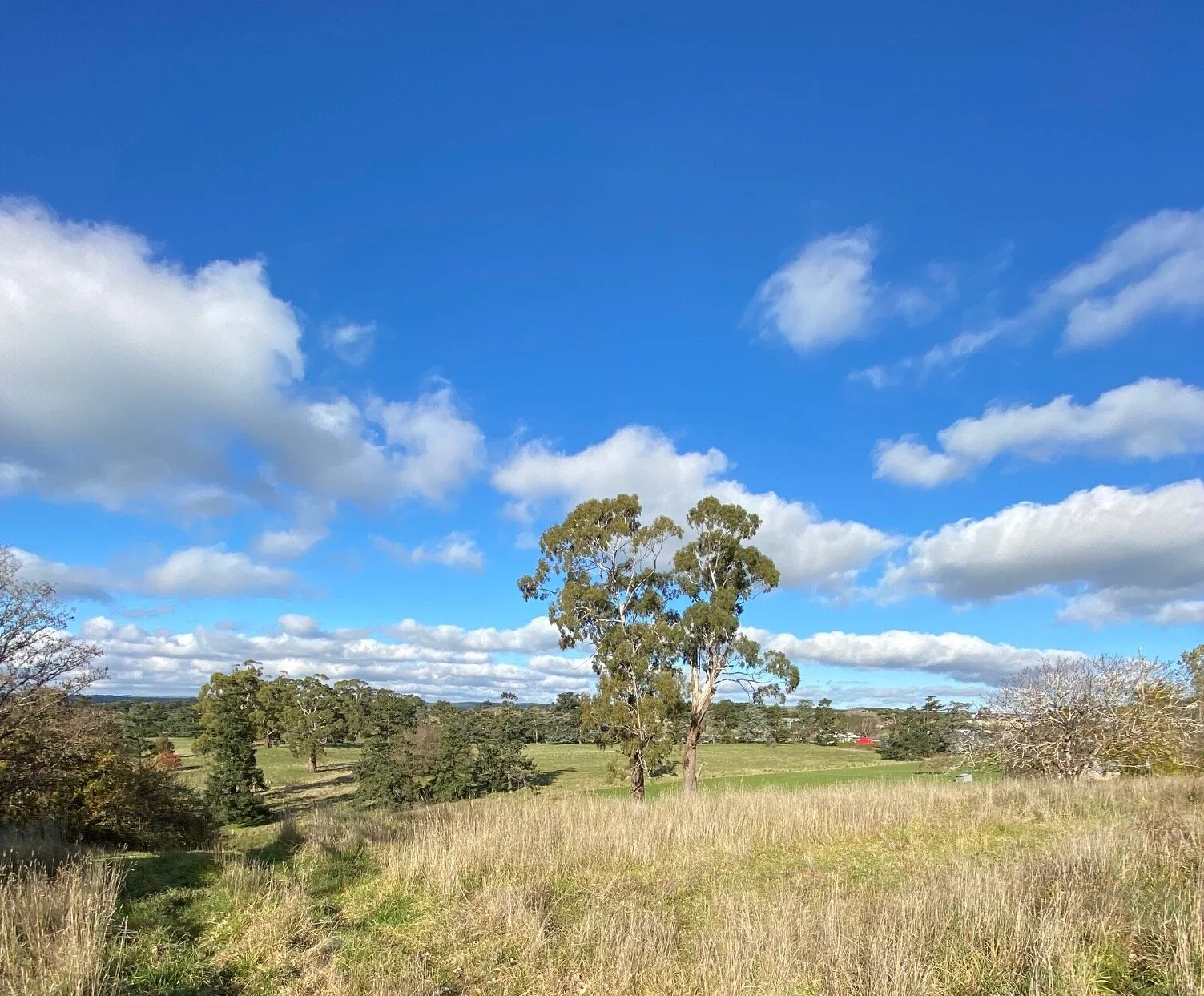 daylesford-north-boundary-facing-east-logan-studio-©-lsa.jpg
