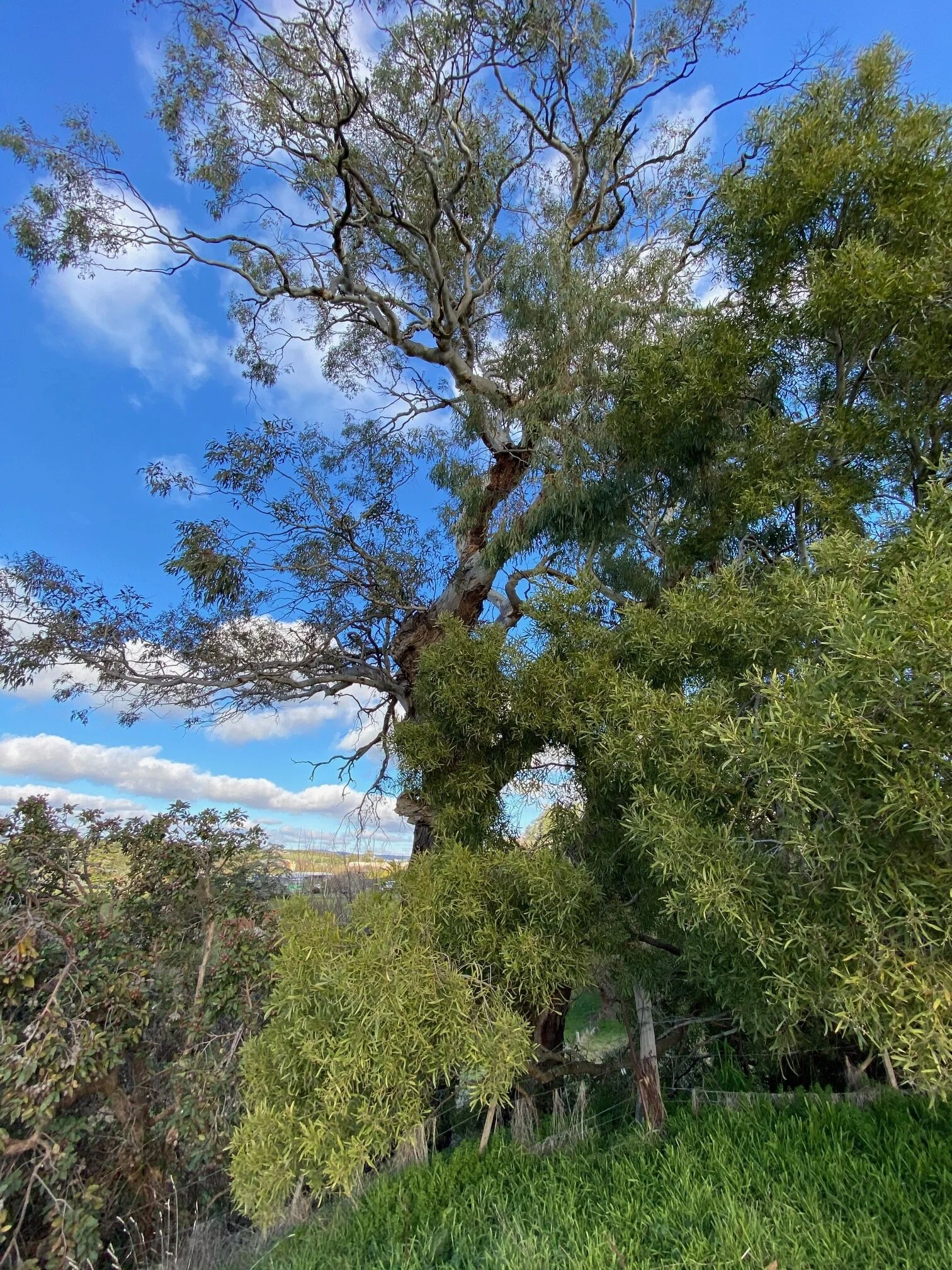 daylesford-sacred-tree-logan-studio-©-lsa.jpg