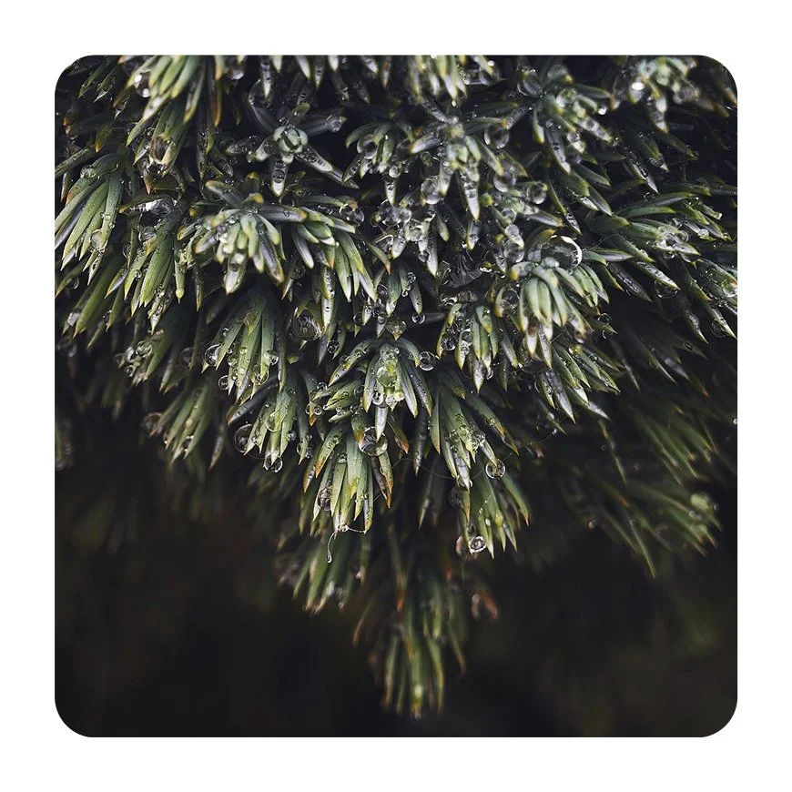 Dewy Pines - Sticker