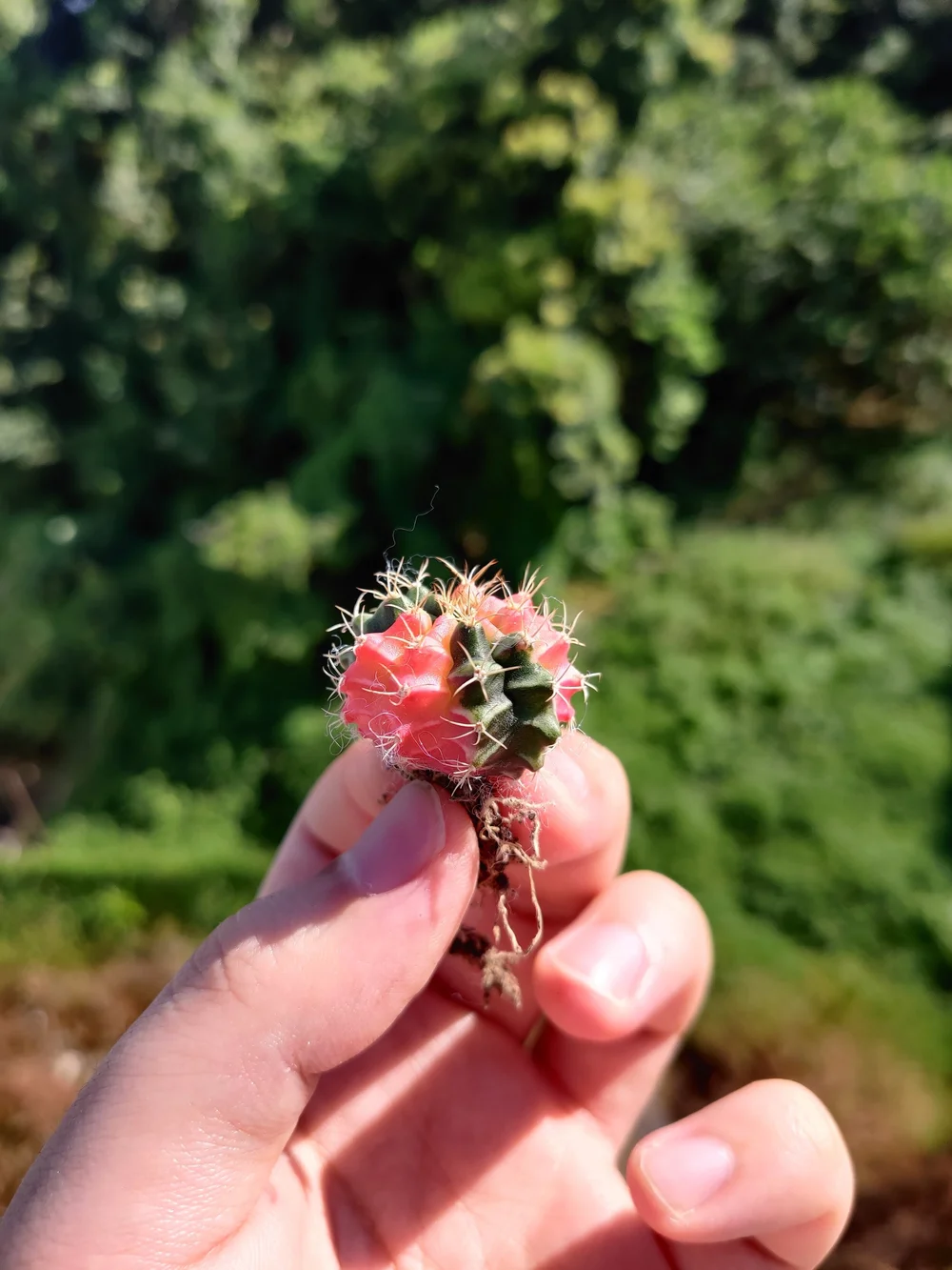 Shop 塊根植物及多肉植物專賣店 植木ueki