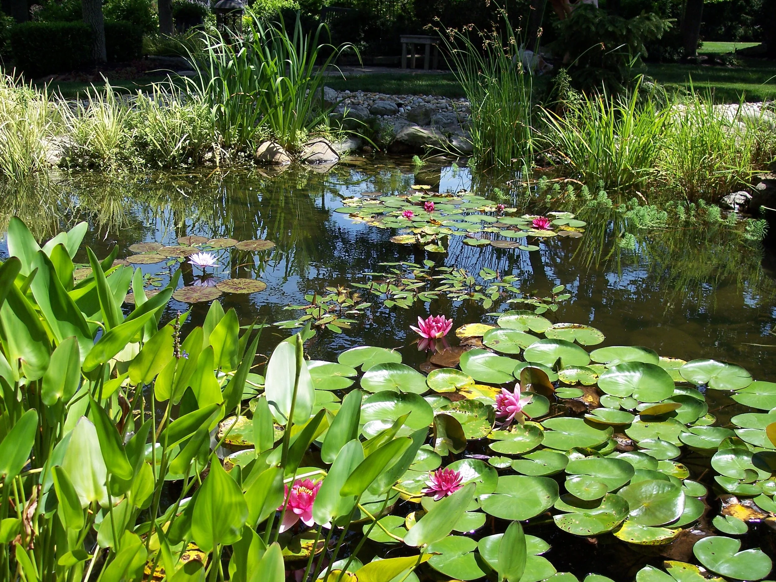 Pond Fish and Plants — Aquarium Adventure Columbus