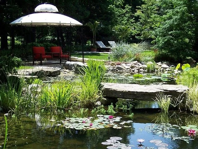 Planted Pond.JPG