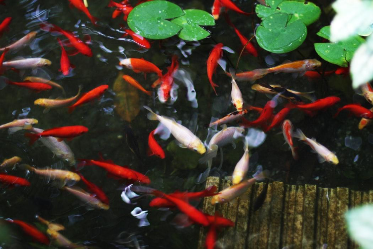 400g/Bag Aquarium Fish Tank Pond Koi Carp Goldfish Feeding Food Floating 