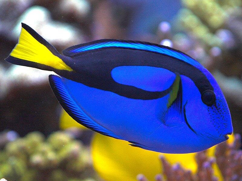 Saltwater Fish Master List — Aquarium Adventure Columbus