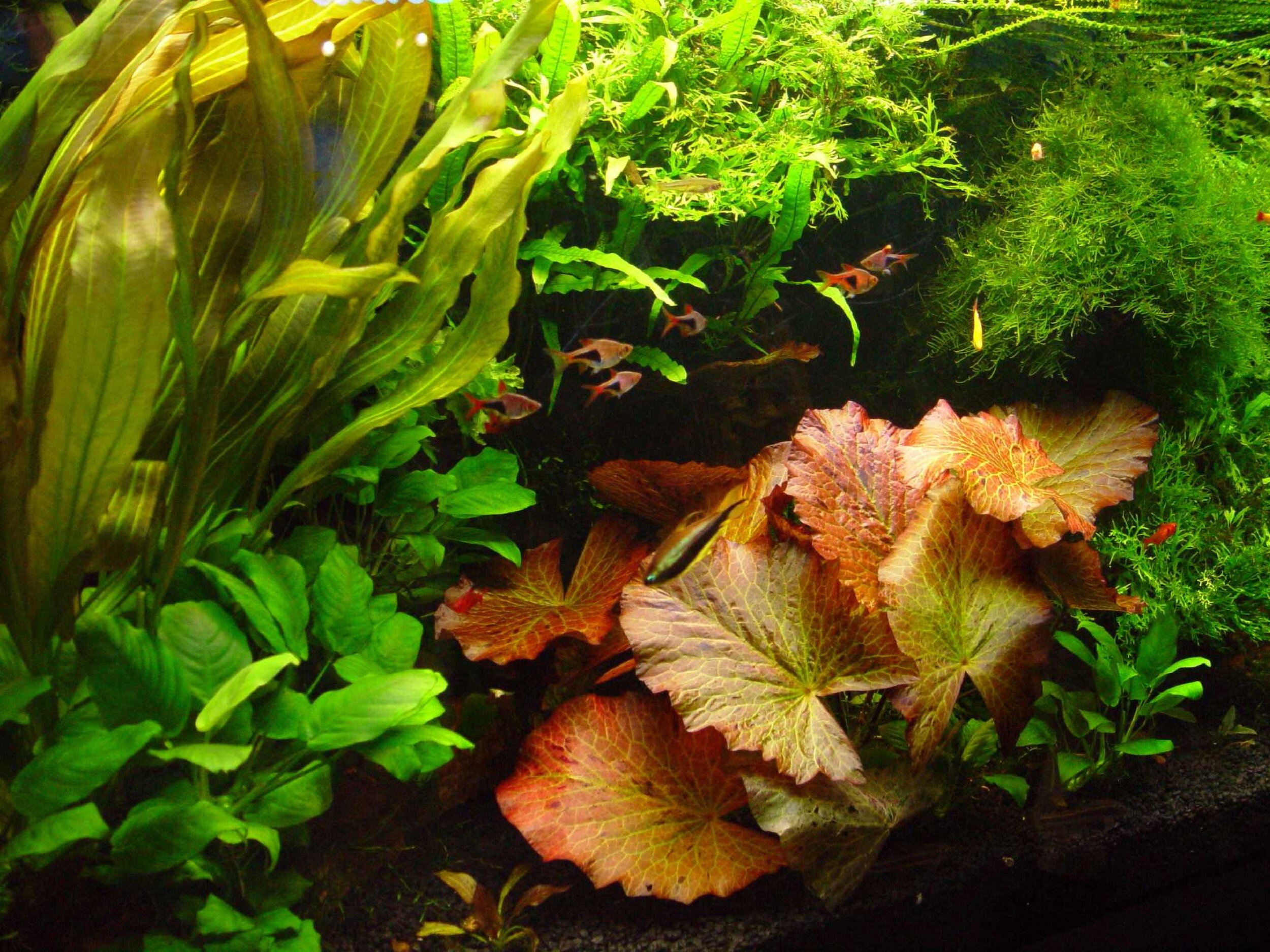 Freshwater Fish and Plant Master List — Aquarium Adventure Columbus