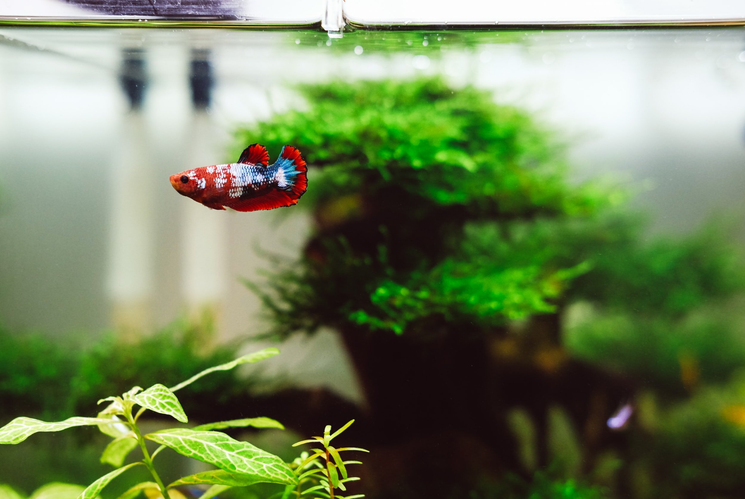 Aquarium Maintenance, Fish Tank Maintenance