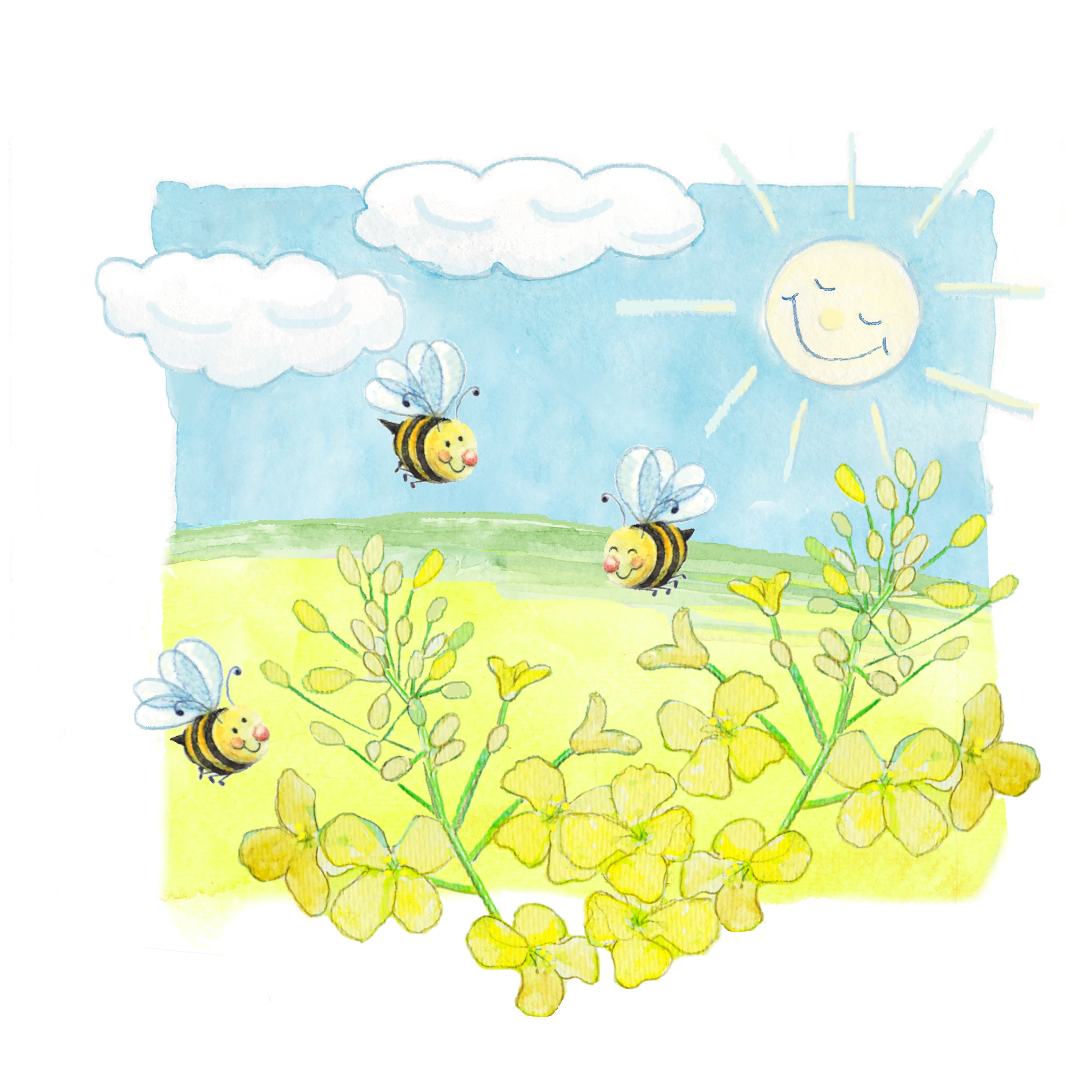 canola field 2026.png