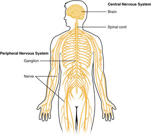 nervous system.jpg