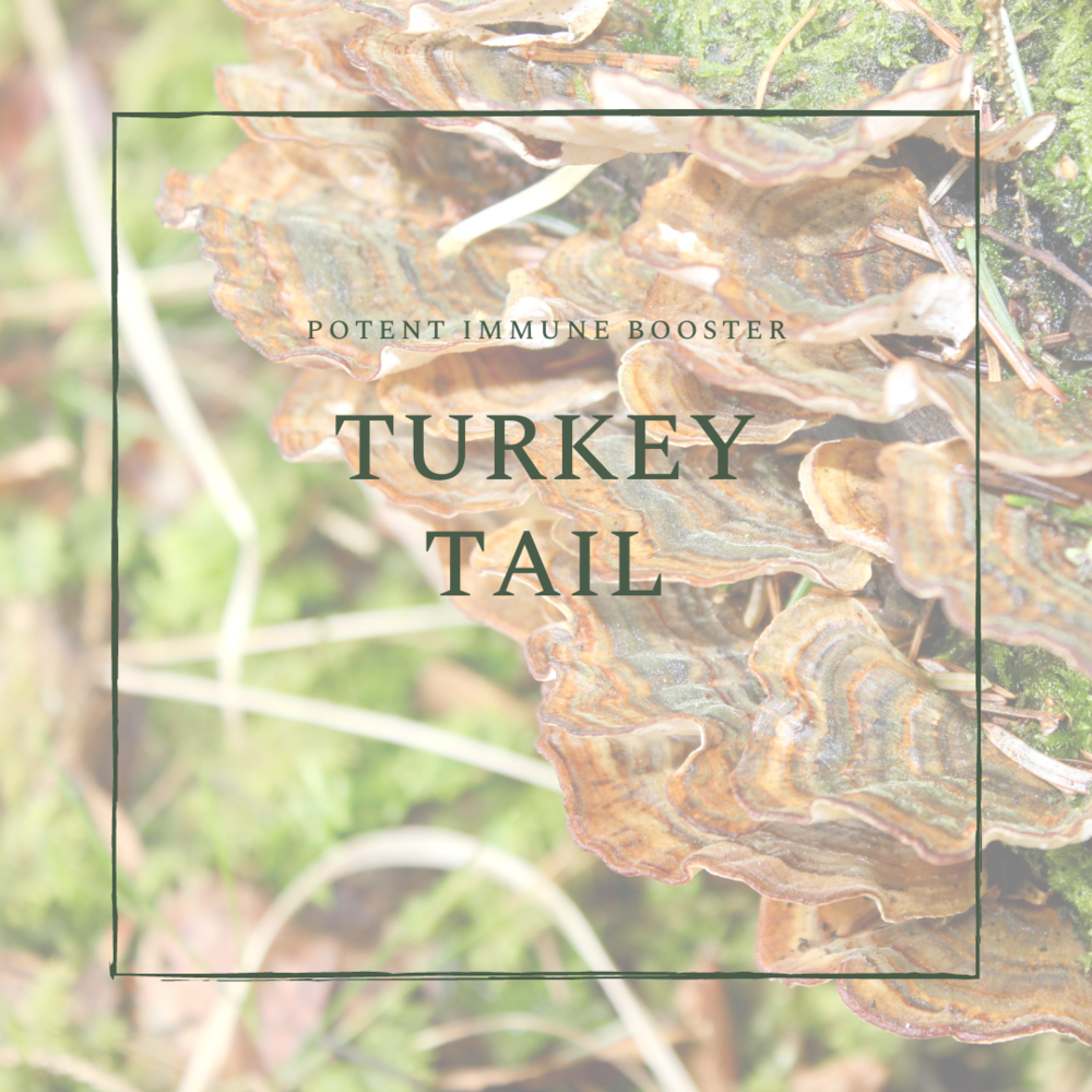 Turkey Tail MF (1).png