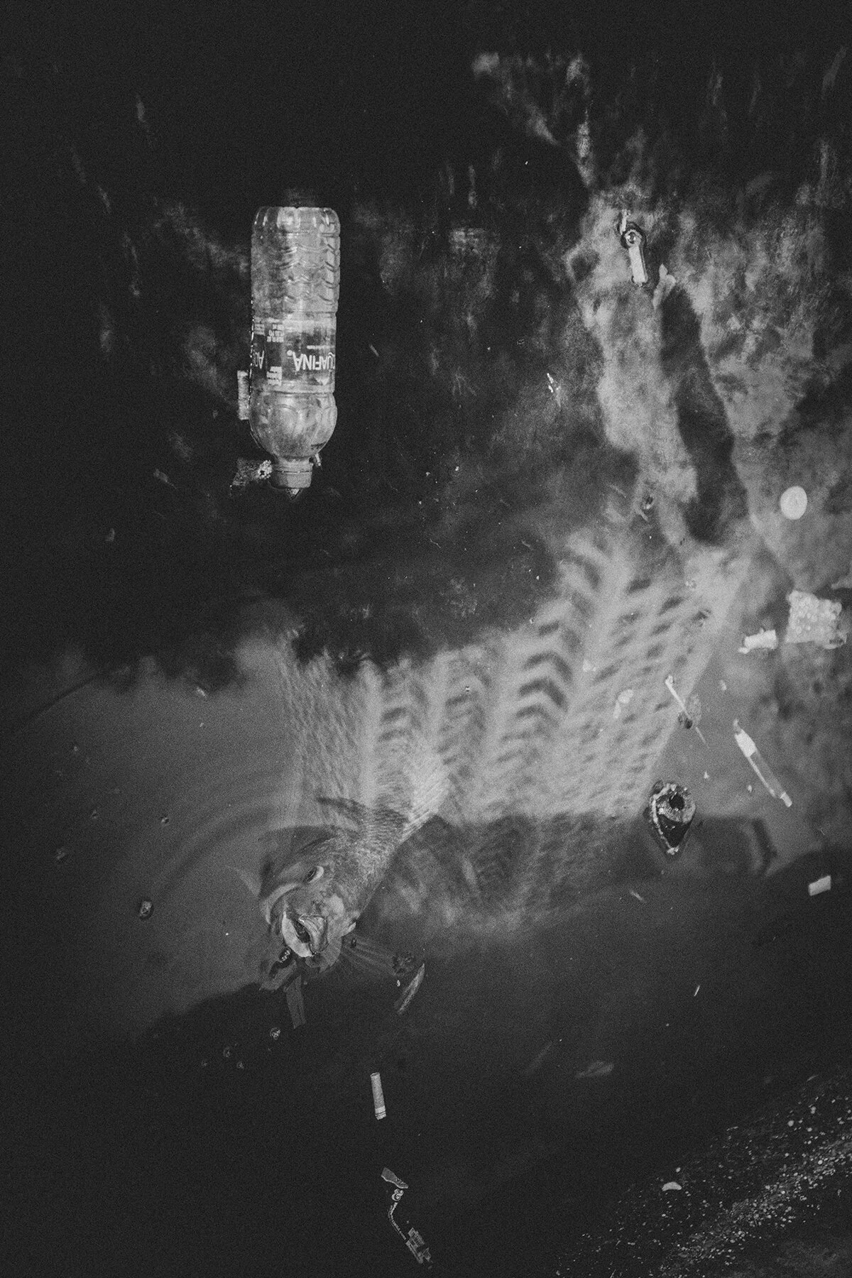 fish_water_vertical.jpg