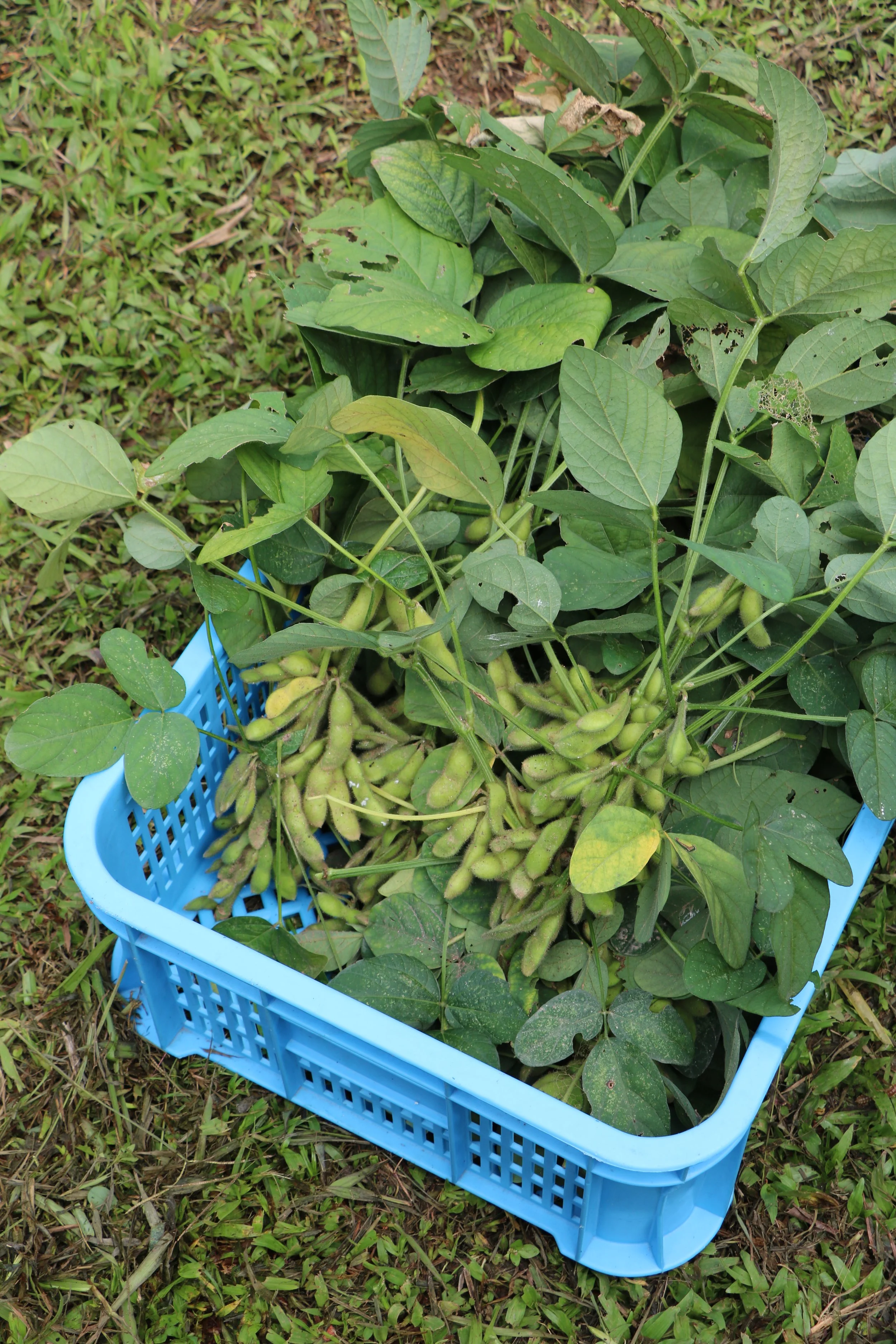 Open Farm Community Urban Farming